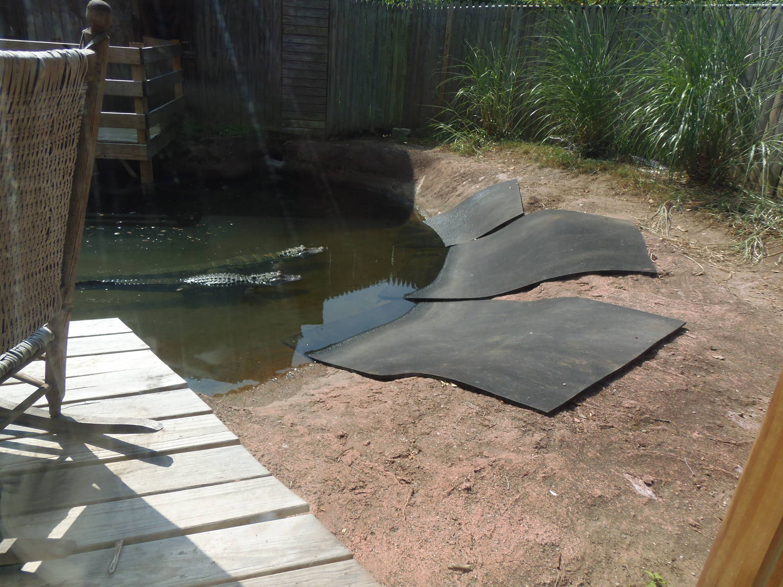 Alligator Alley- American Alligator Exhibit