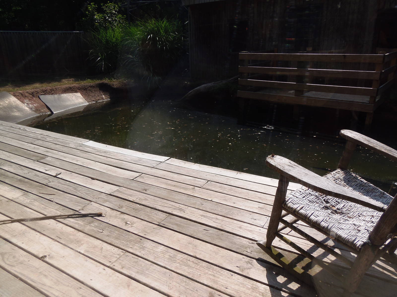 Alligator Alley- American Alligator Exhibit