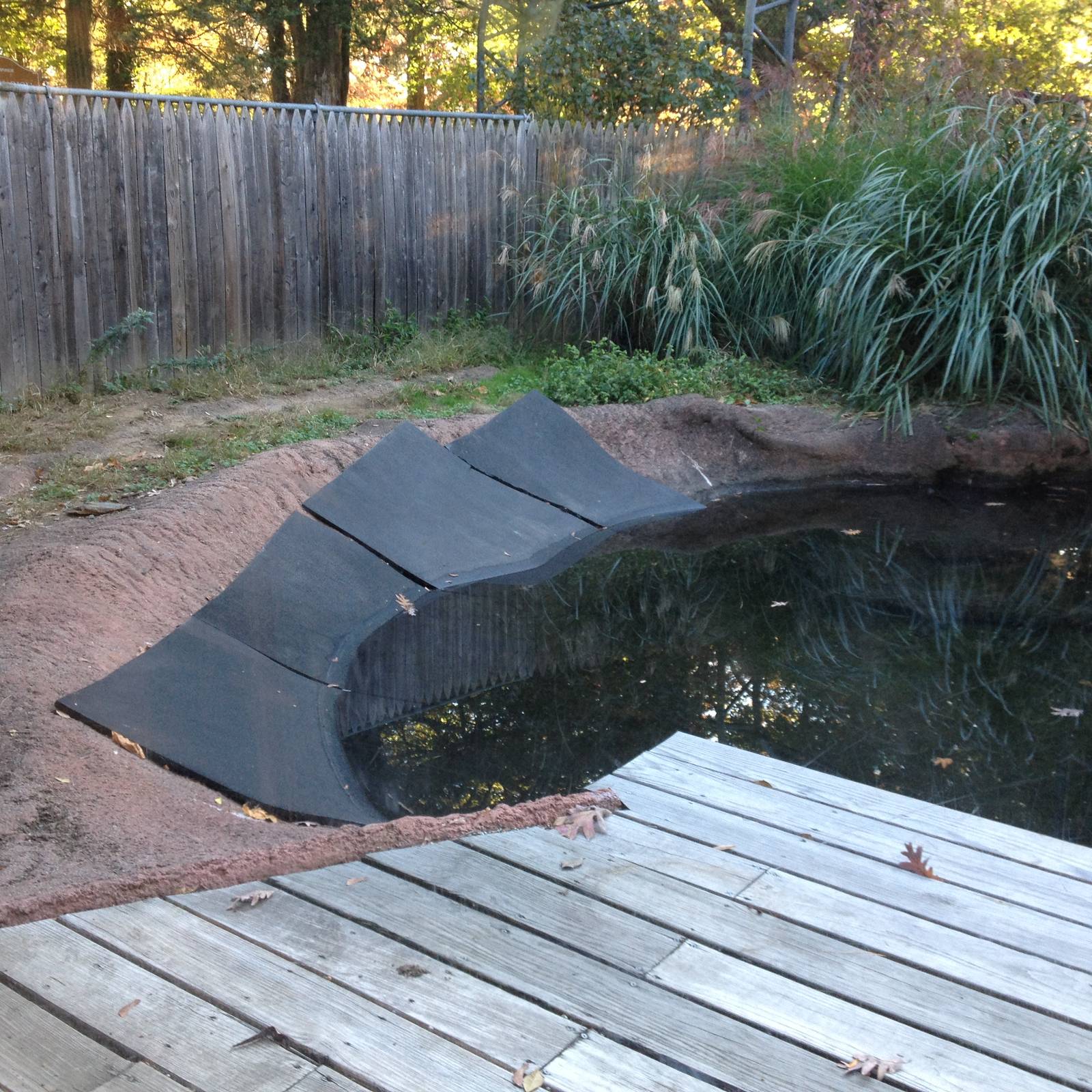 Alligator Alley- American Alligator Exhibit