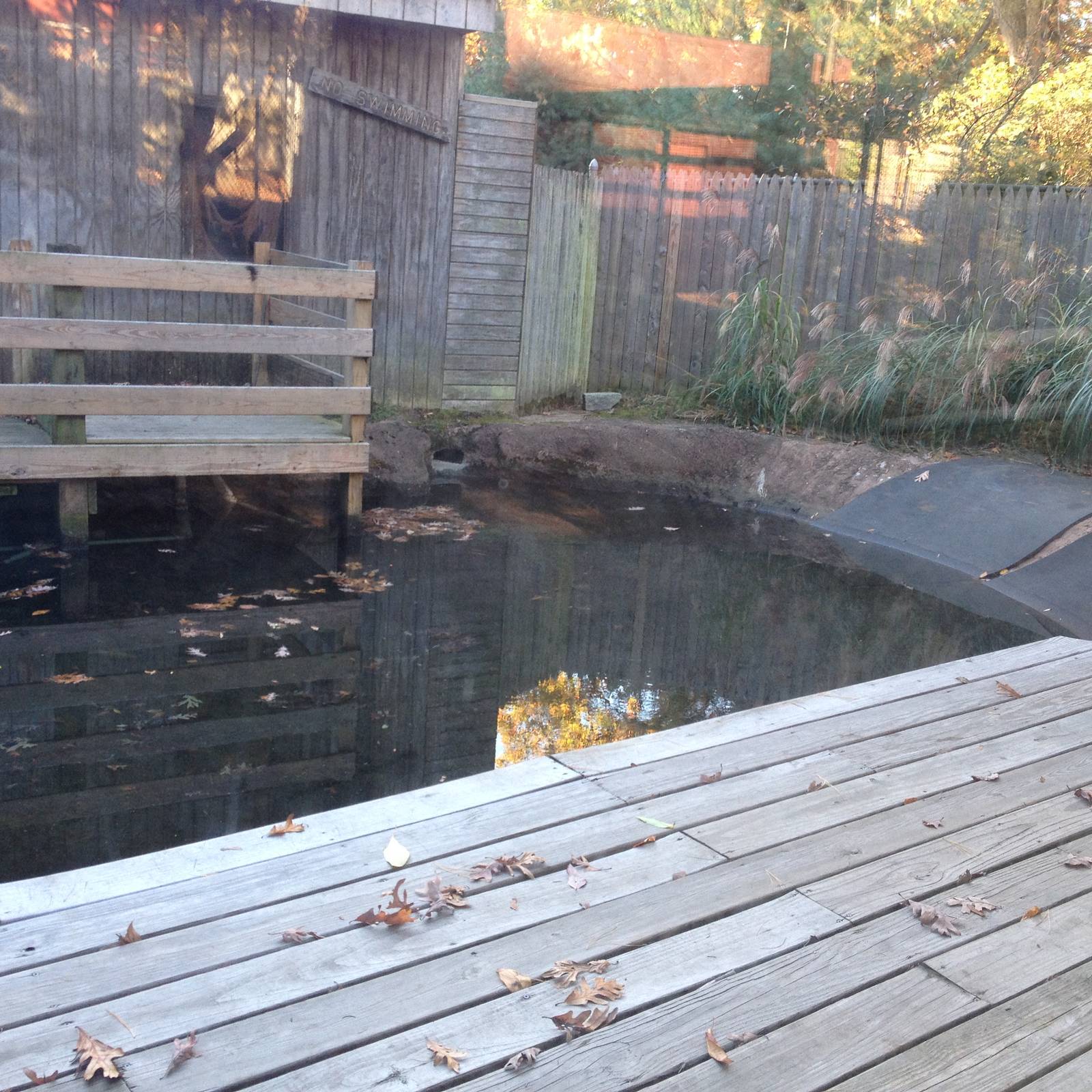 Alligator Alley- American Alligator Exhibit