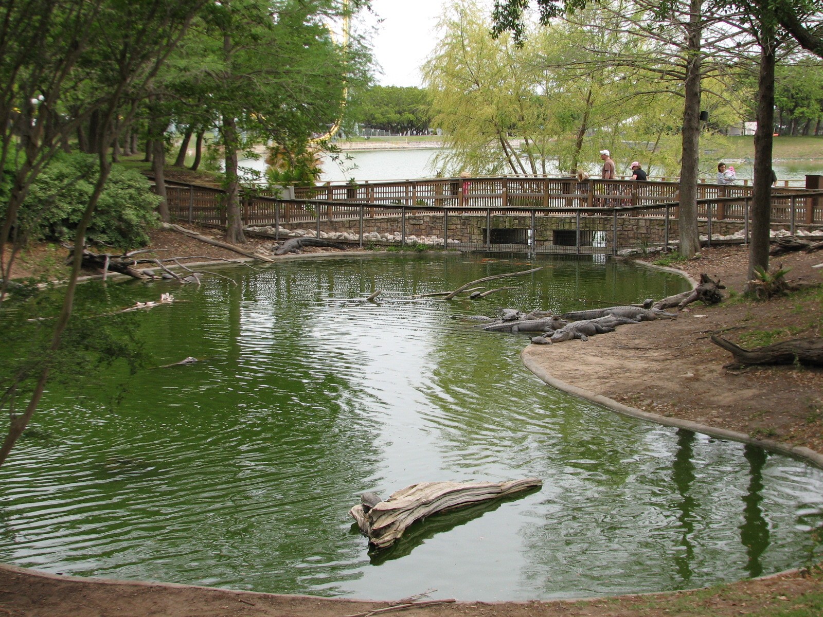 Alligator Alley - American Alligator Exhibit