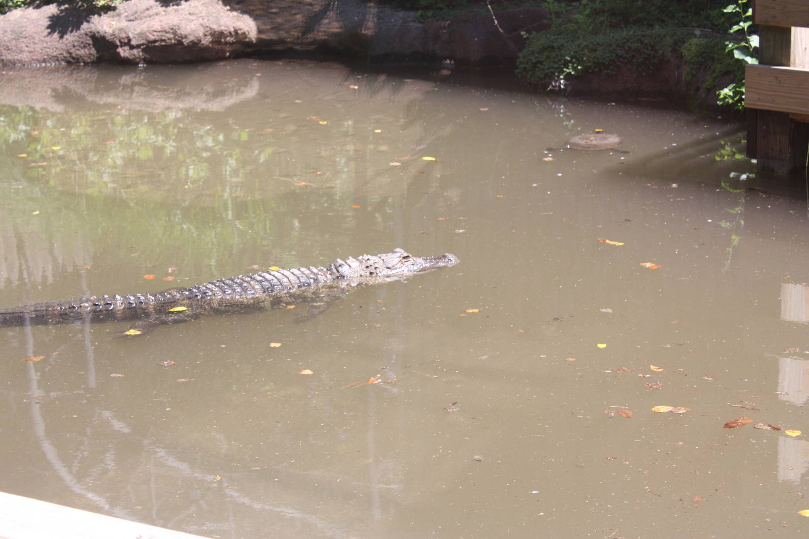 Alligator Alley- American Alligator