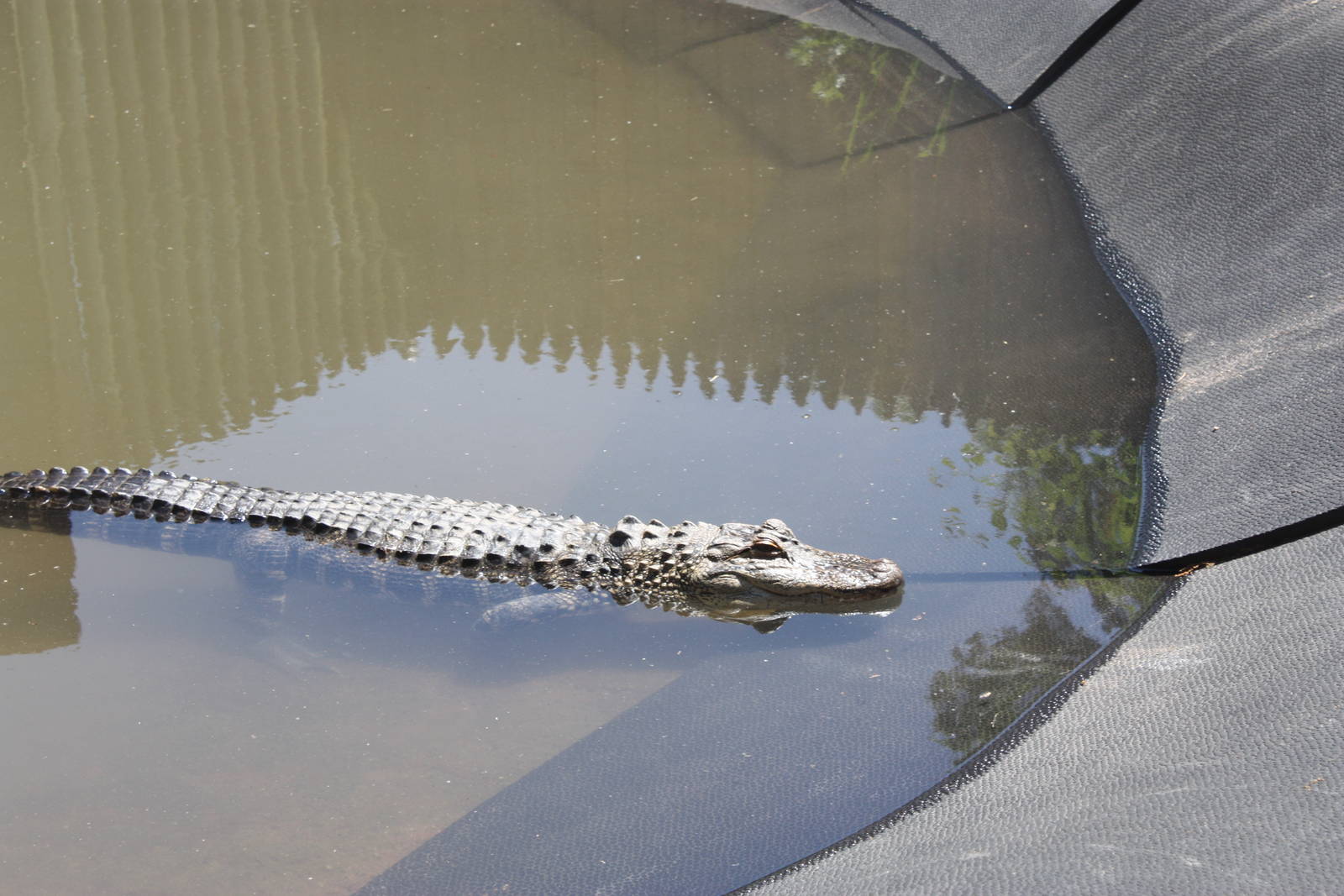 Alligator Alley- American Alligator