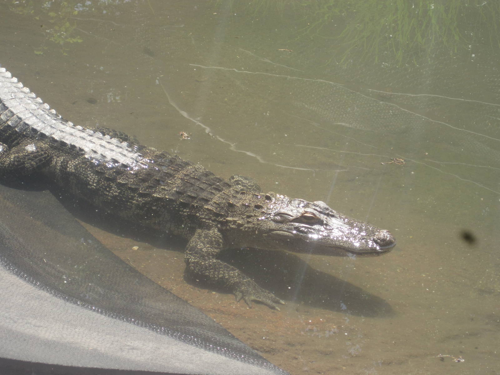 Alligator Alley- American Alligator