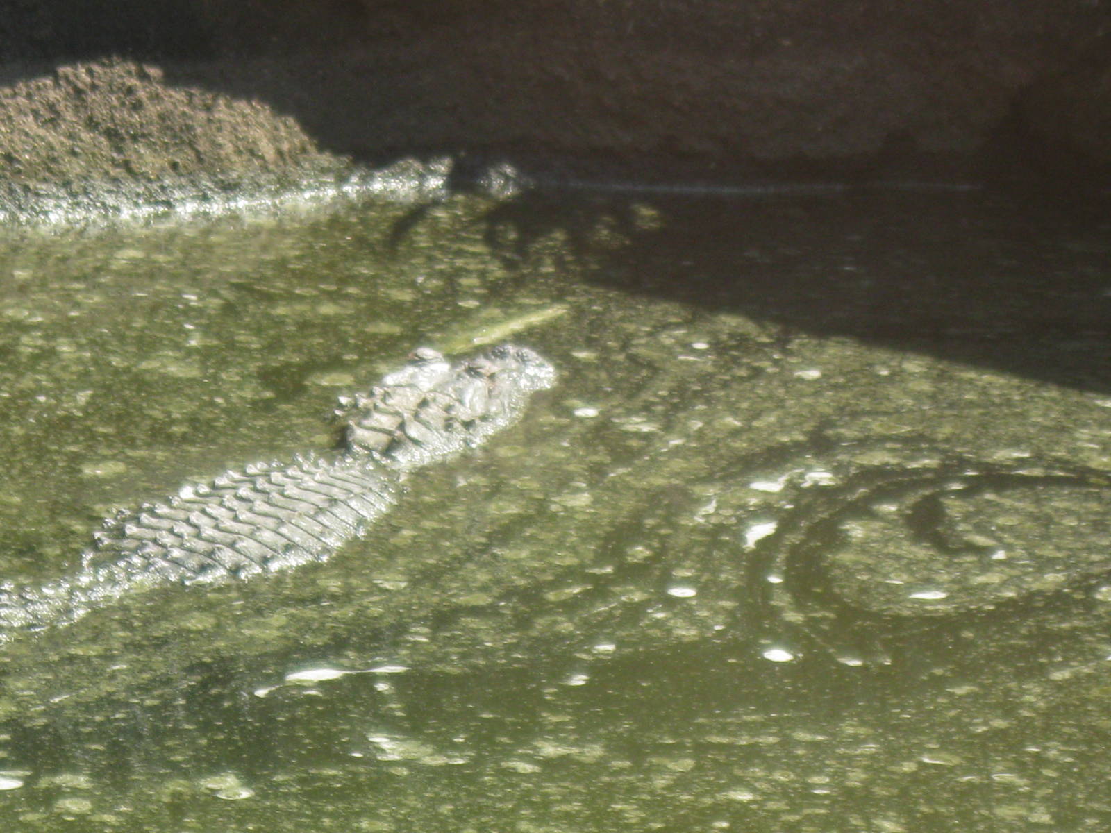 Alligator Alley- American Alligator