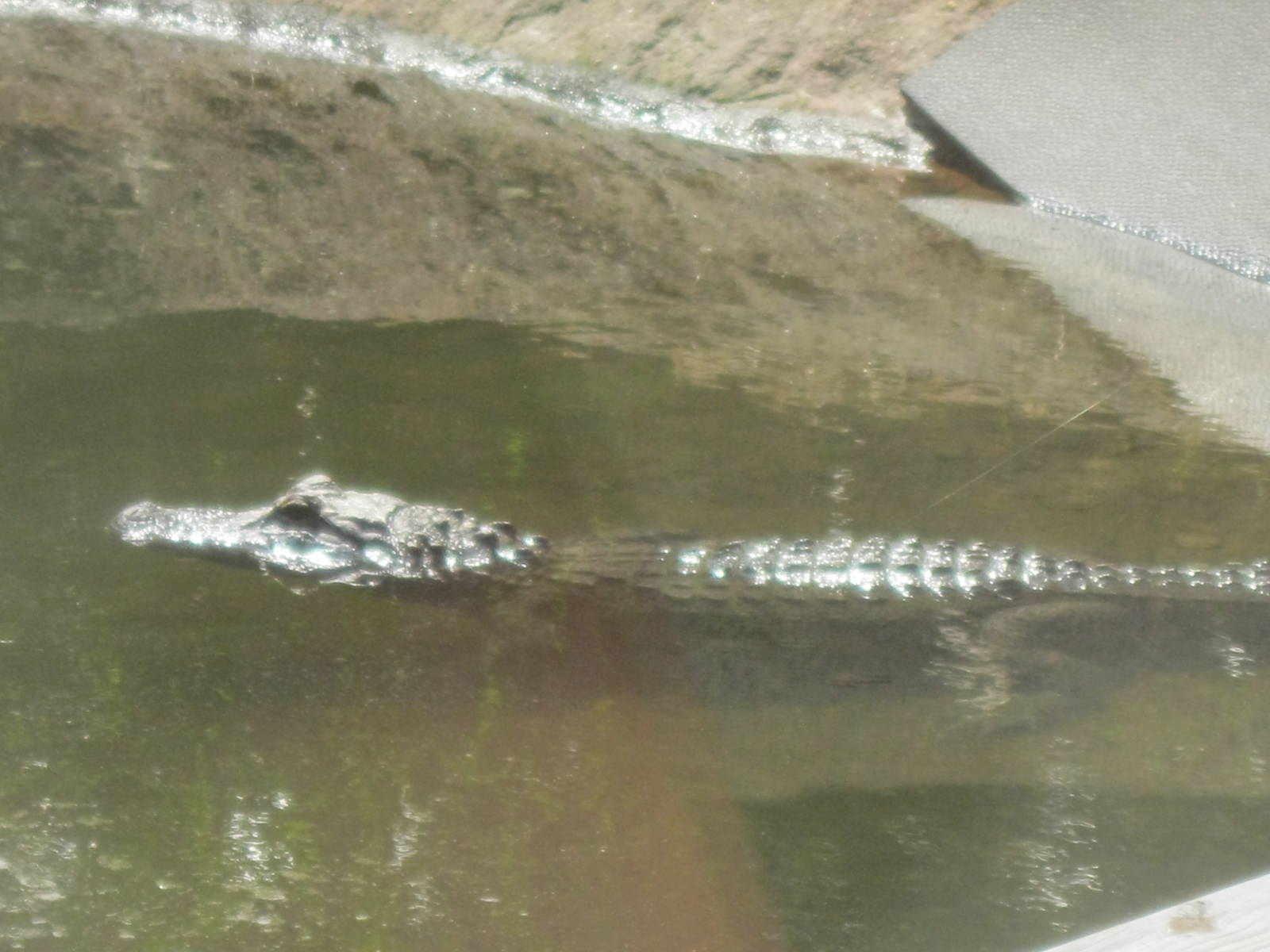 Alligator Alley- American Alligator
