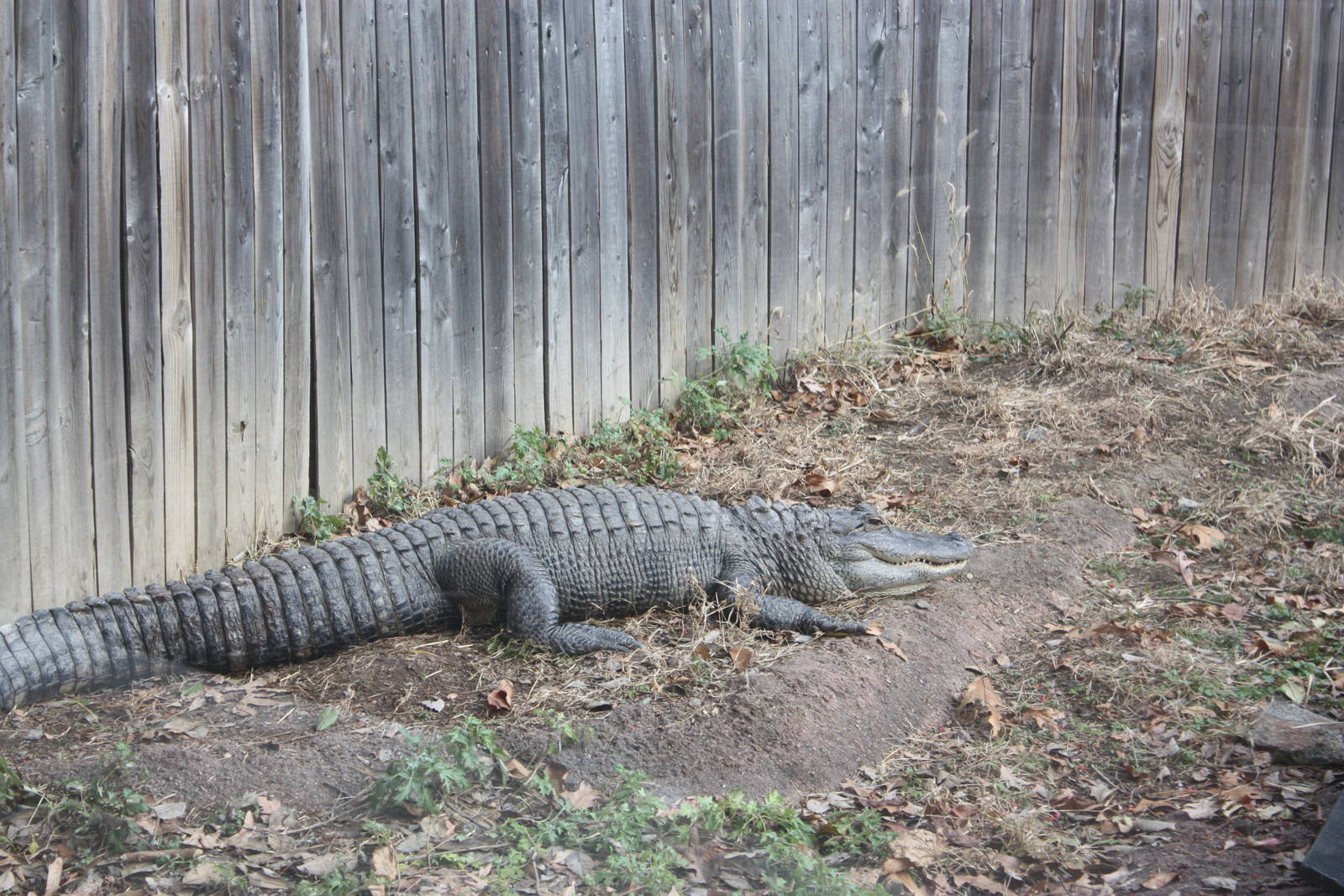 Alligator Alley- American Alligator