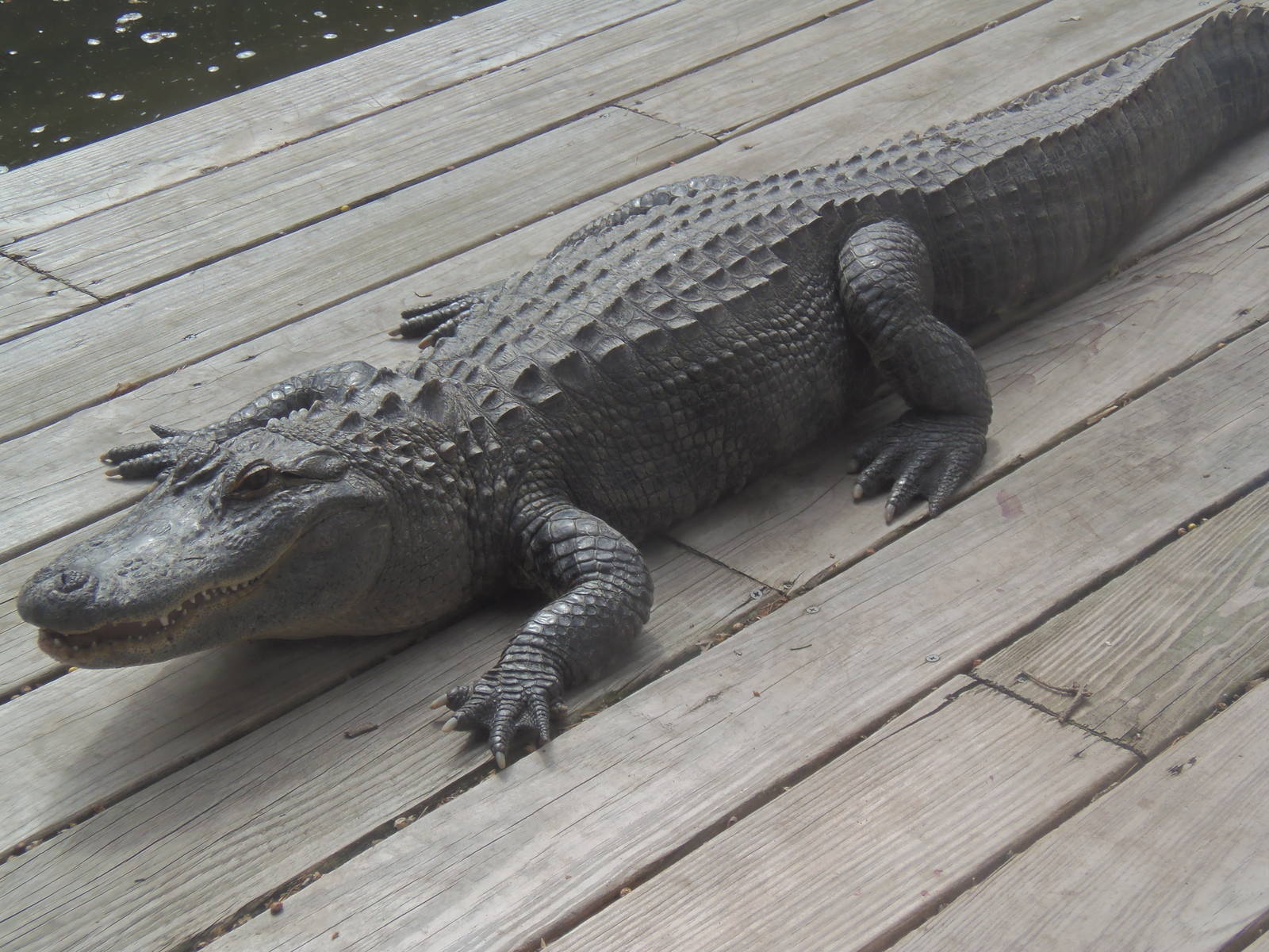 Alligator Alley- American Alligator