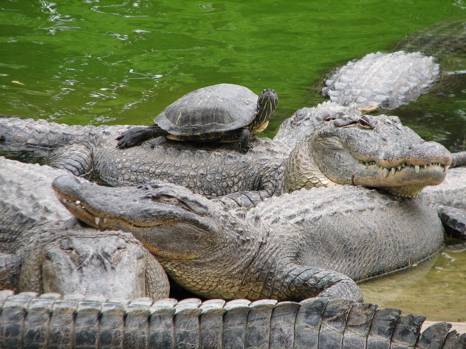 Alligator Alley - American Alligators and Turtles