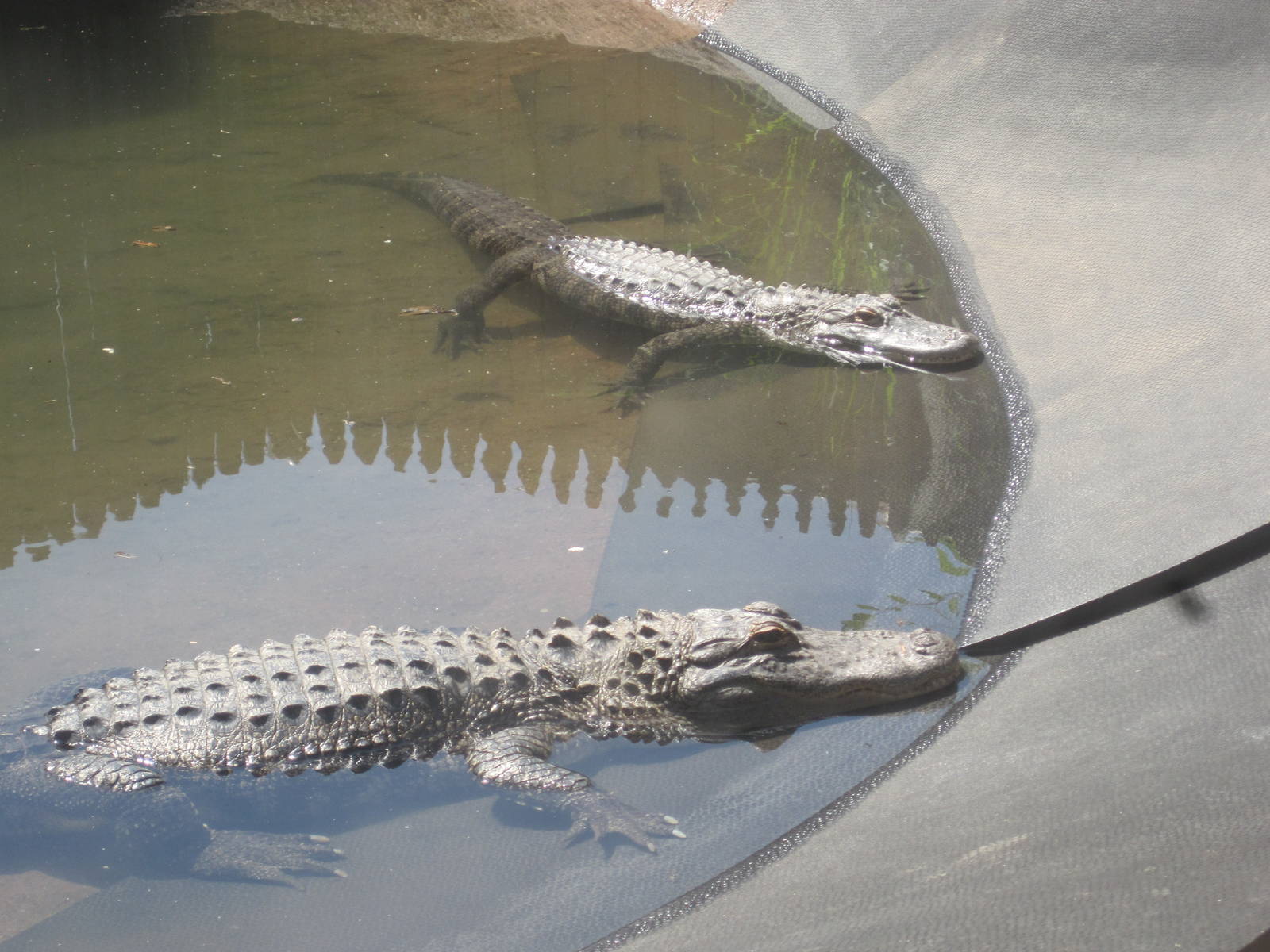 Alligator Alley- American Alligators