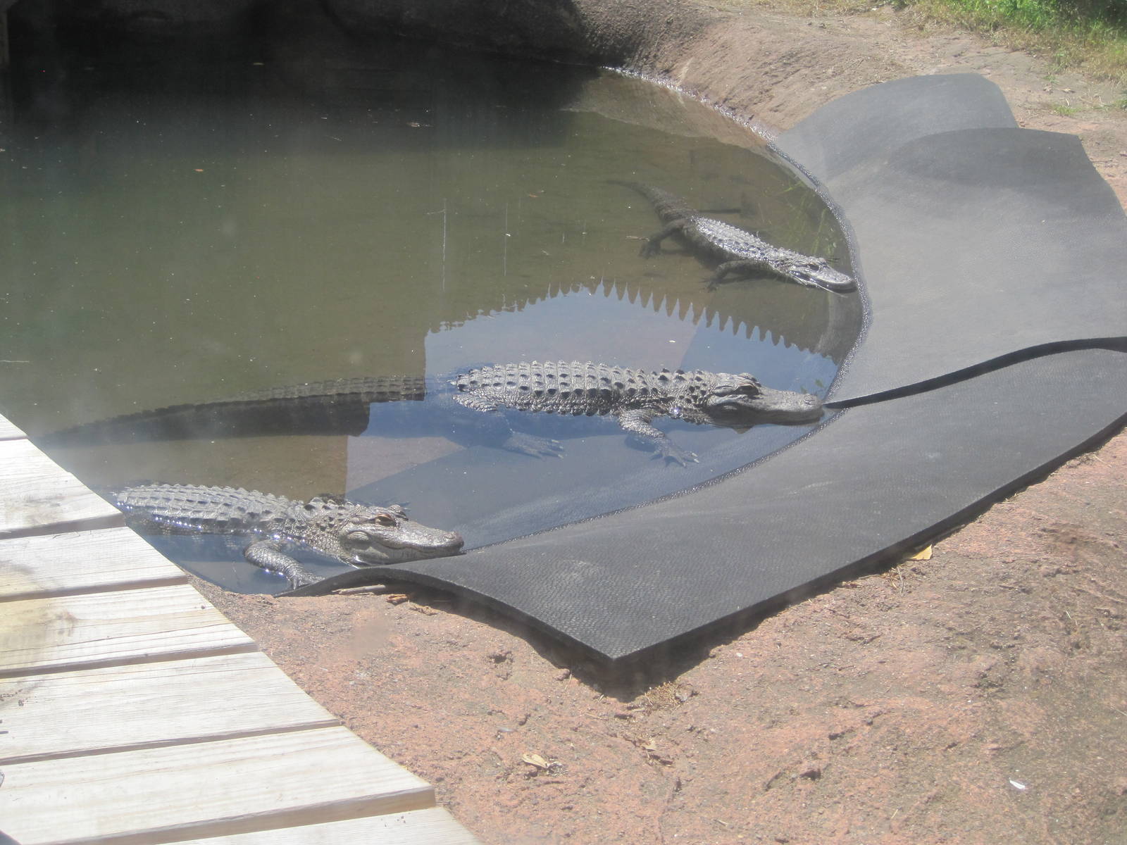 Alligator Alley- American Alligators