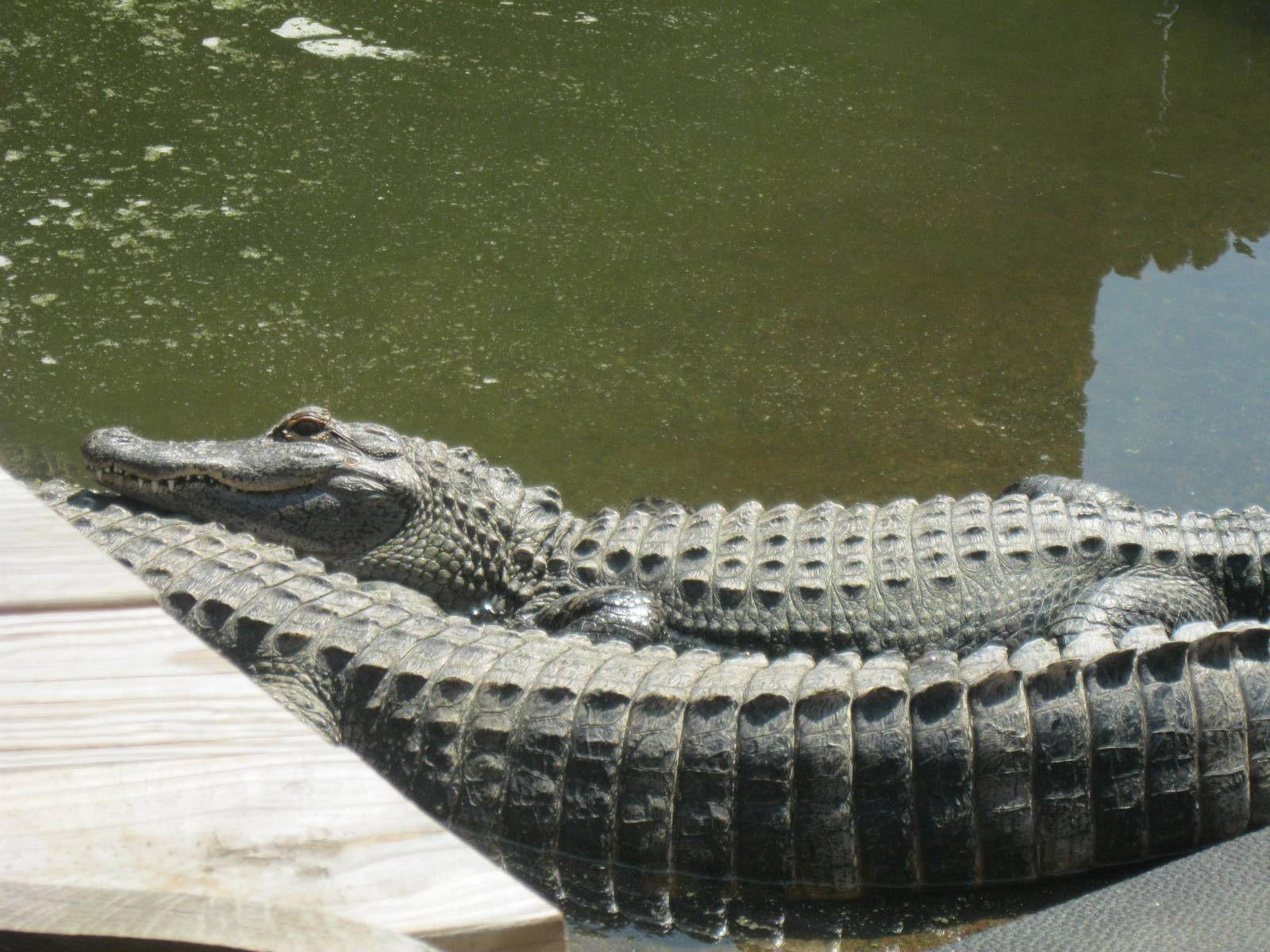 Alligator Alley- American Alligators