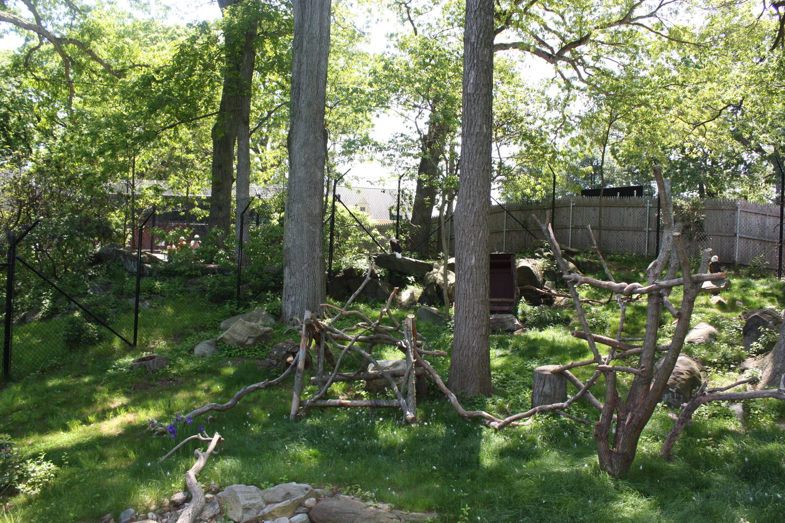 Alligator Alley- Bald Eagle Exhibit