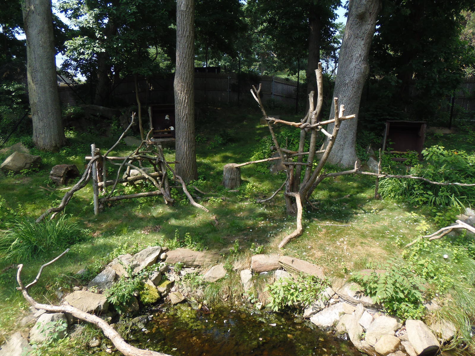Alligator Alley- Bald Eagle Exhibit