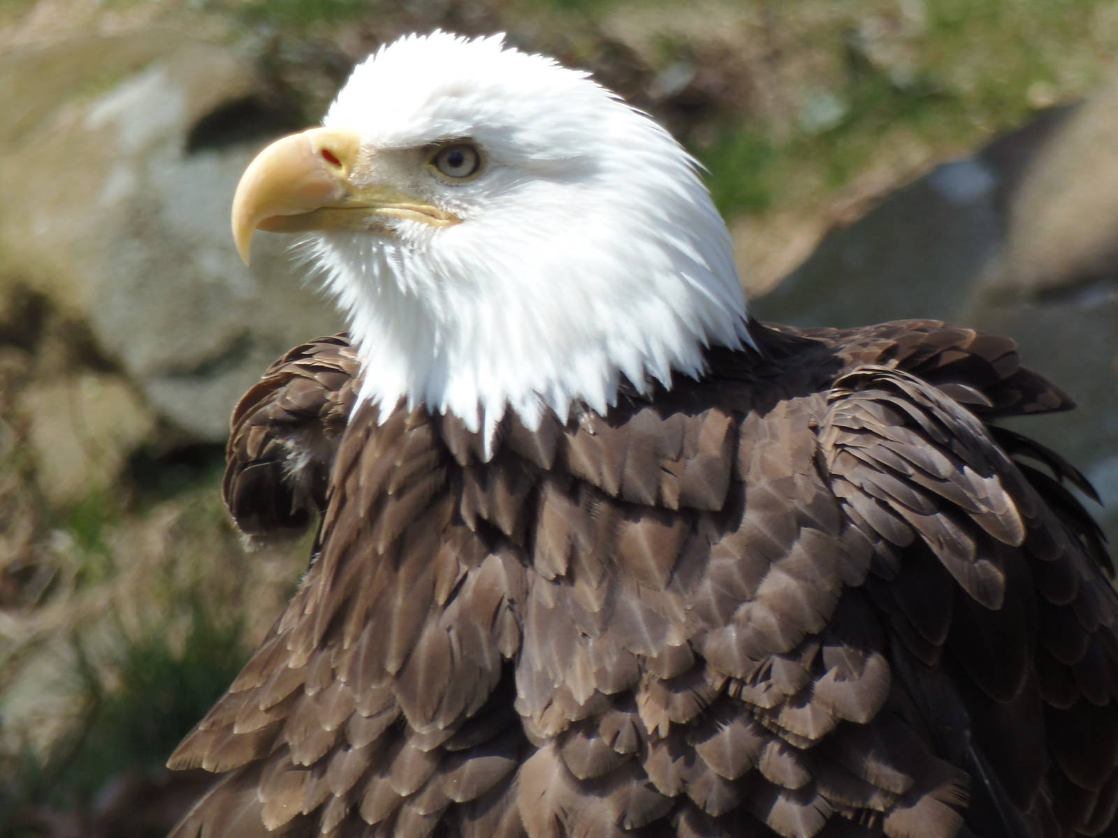 Alligator Alley- Bald Eagle