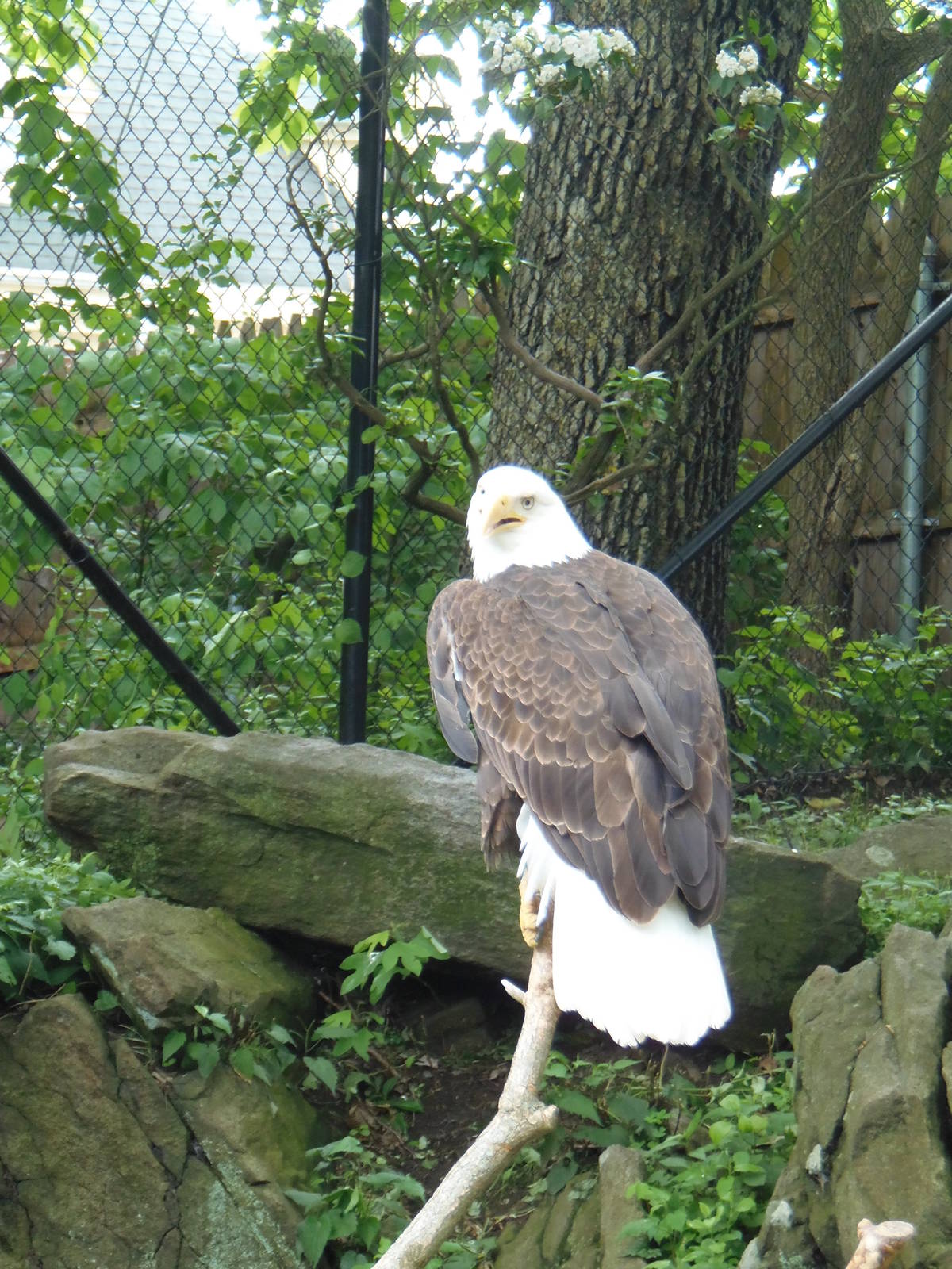 Alligator Alley- Bald Eagle
