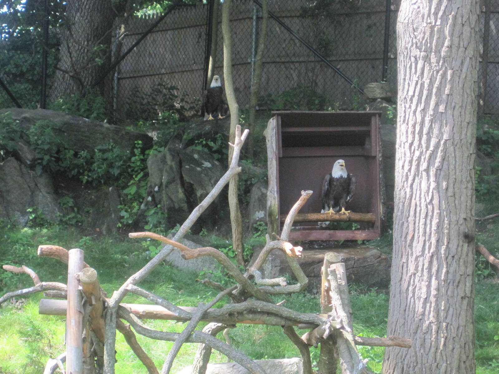 Alligator Alley- Bald Eagles