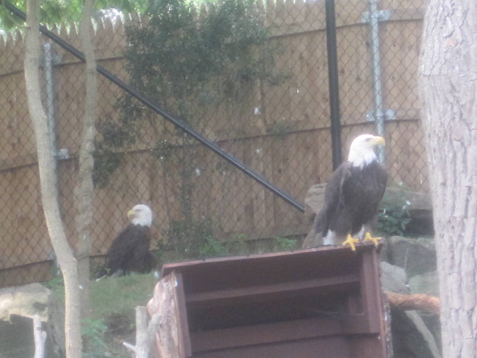 Alligator Alley- Bald Eagles