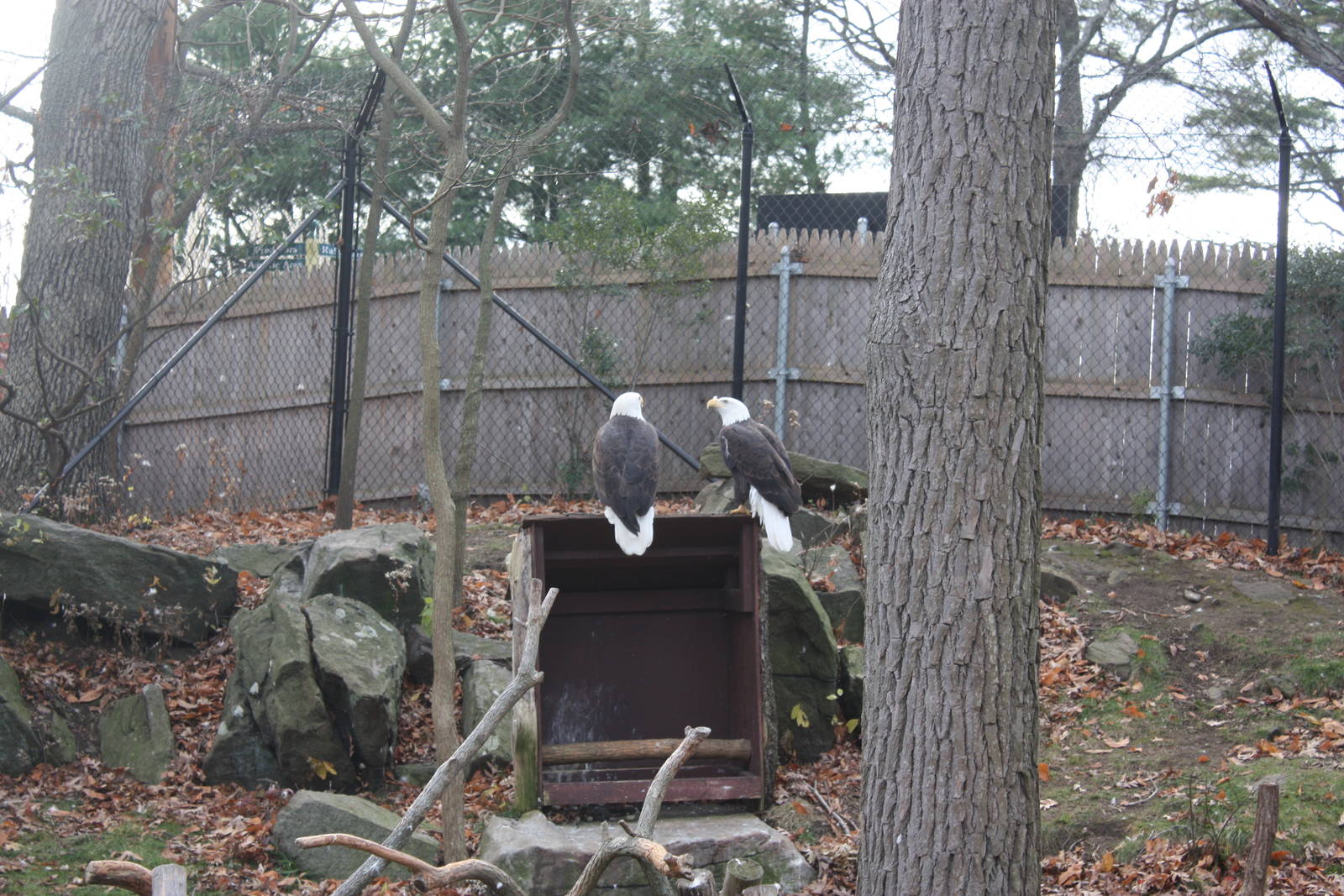 Alligator Alley- Bald Eagles