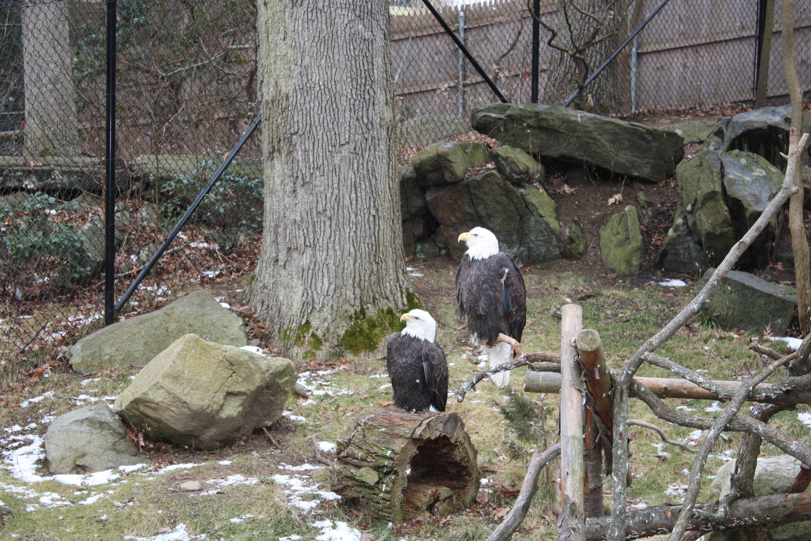 Alligator Alley- Bald Eagles