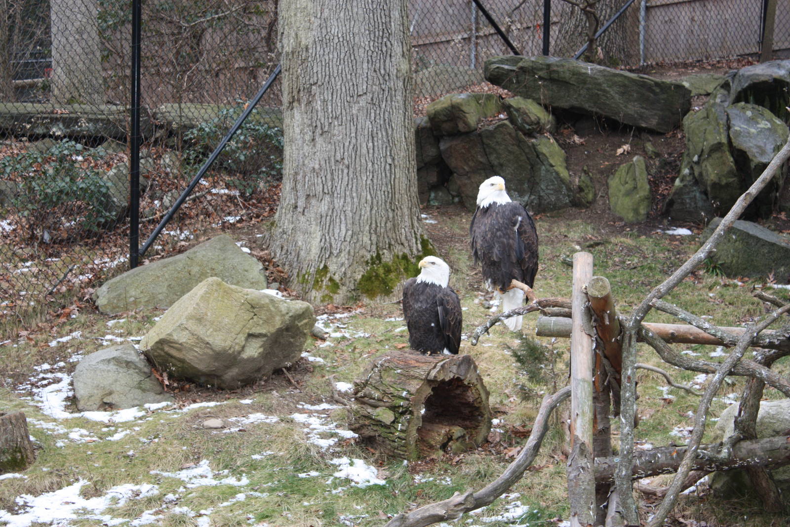 Alligator Alley- Bald Eagles