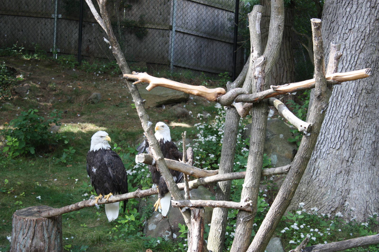 Alligator Alley- Bald Eagles
