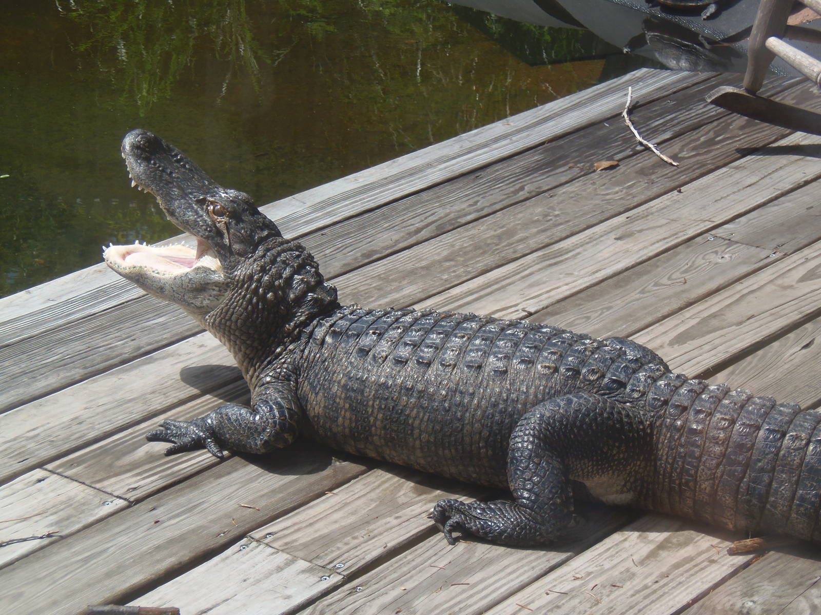 Alligator Alley- Basking Alligator