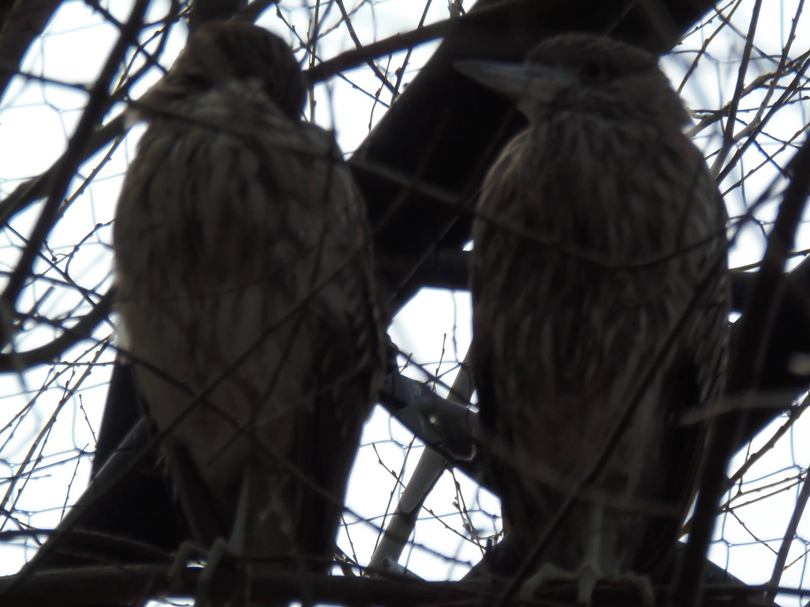 Alligator Alley- Black-Crowned Night Heron Juveniles