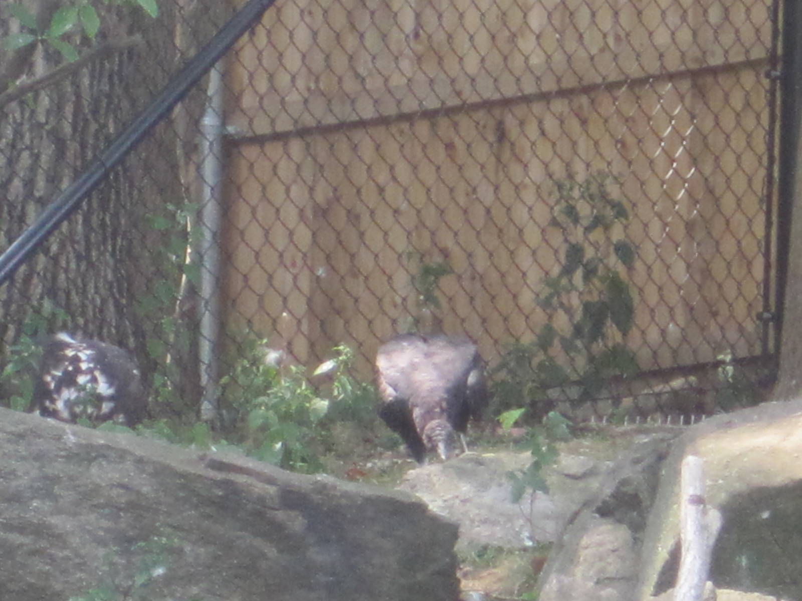 Alligator Alley- Black Vulture