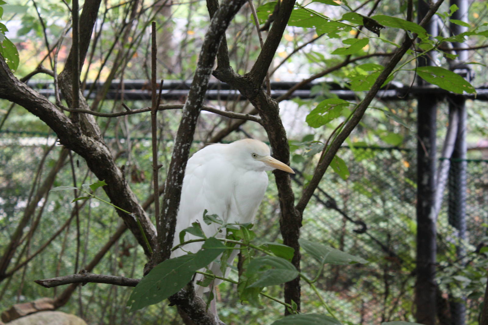 Alligator Alley- Cattle Egret