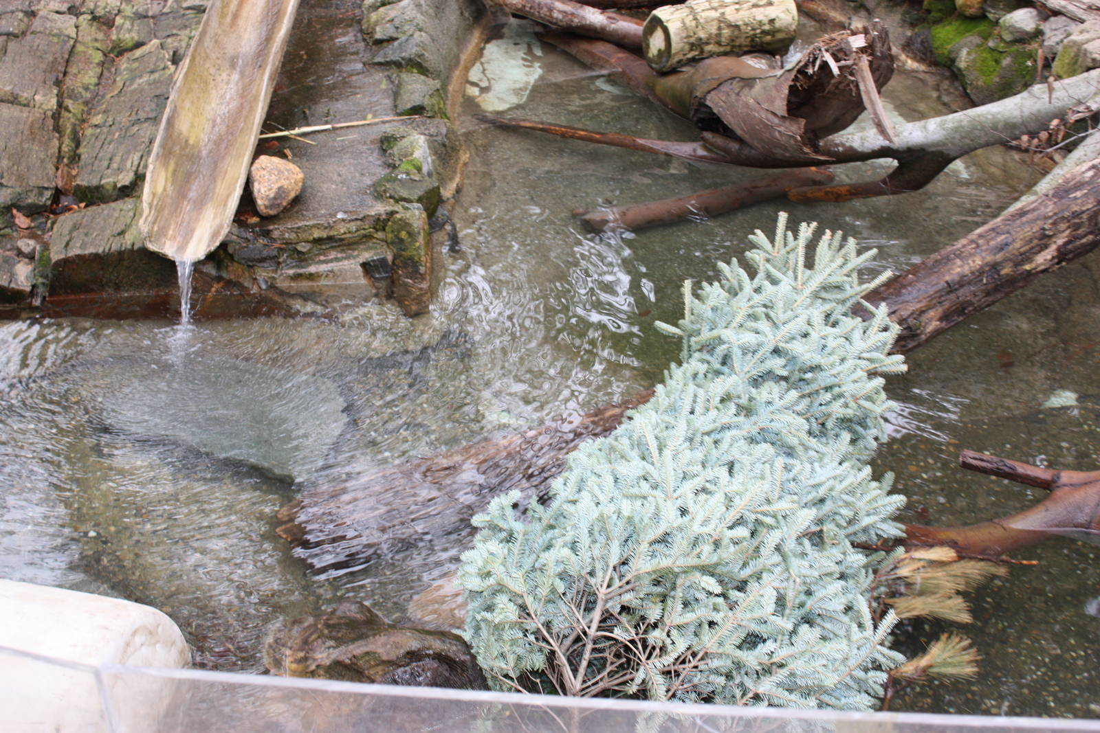 Alligator Alley- Christmas Tree for the Otters