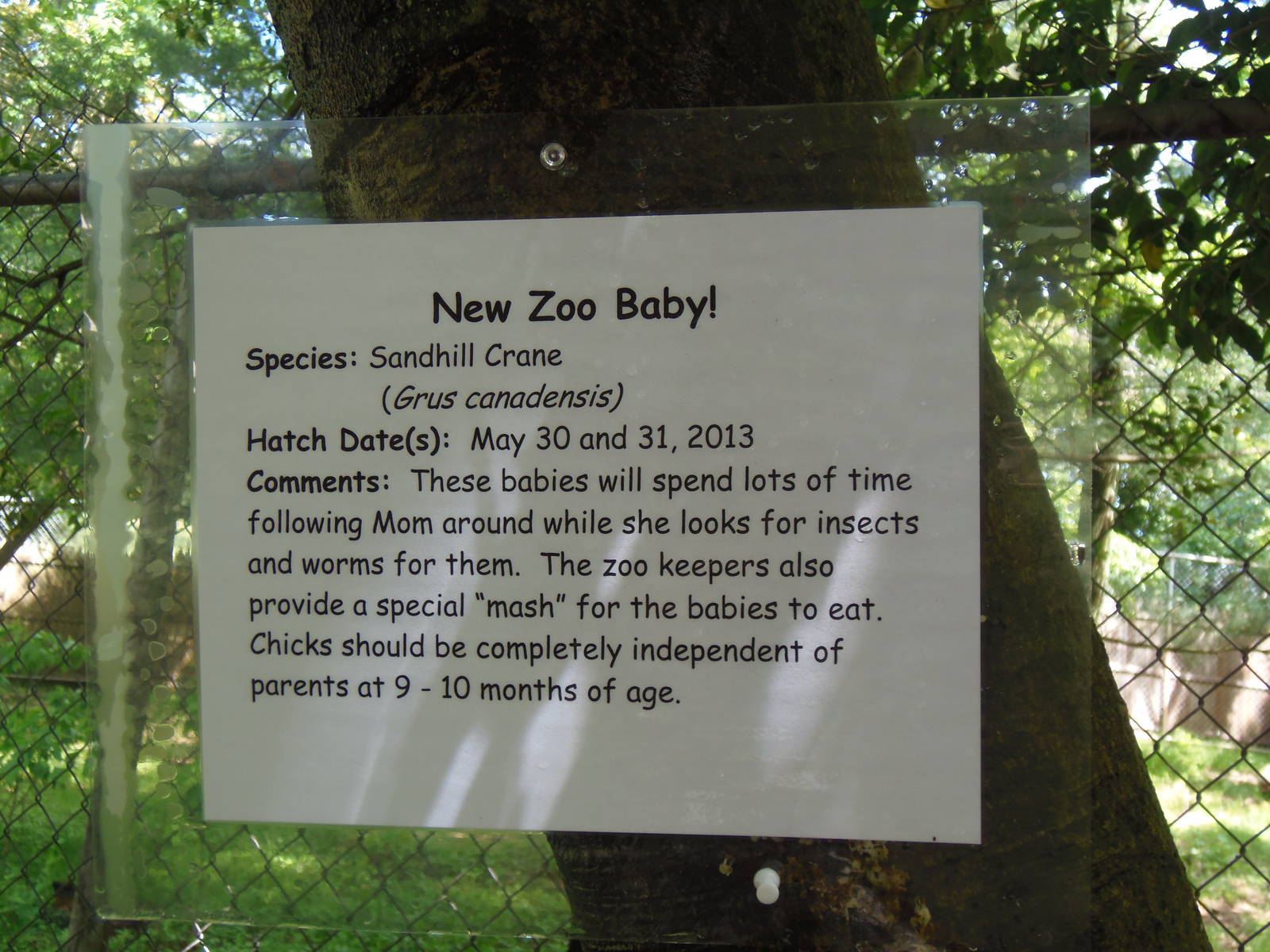 Alligator Alley- Crane Chick Signage