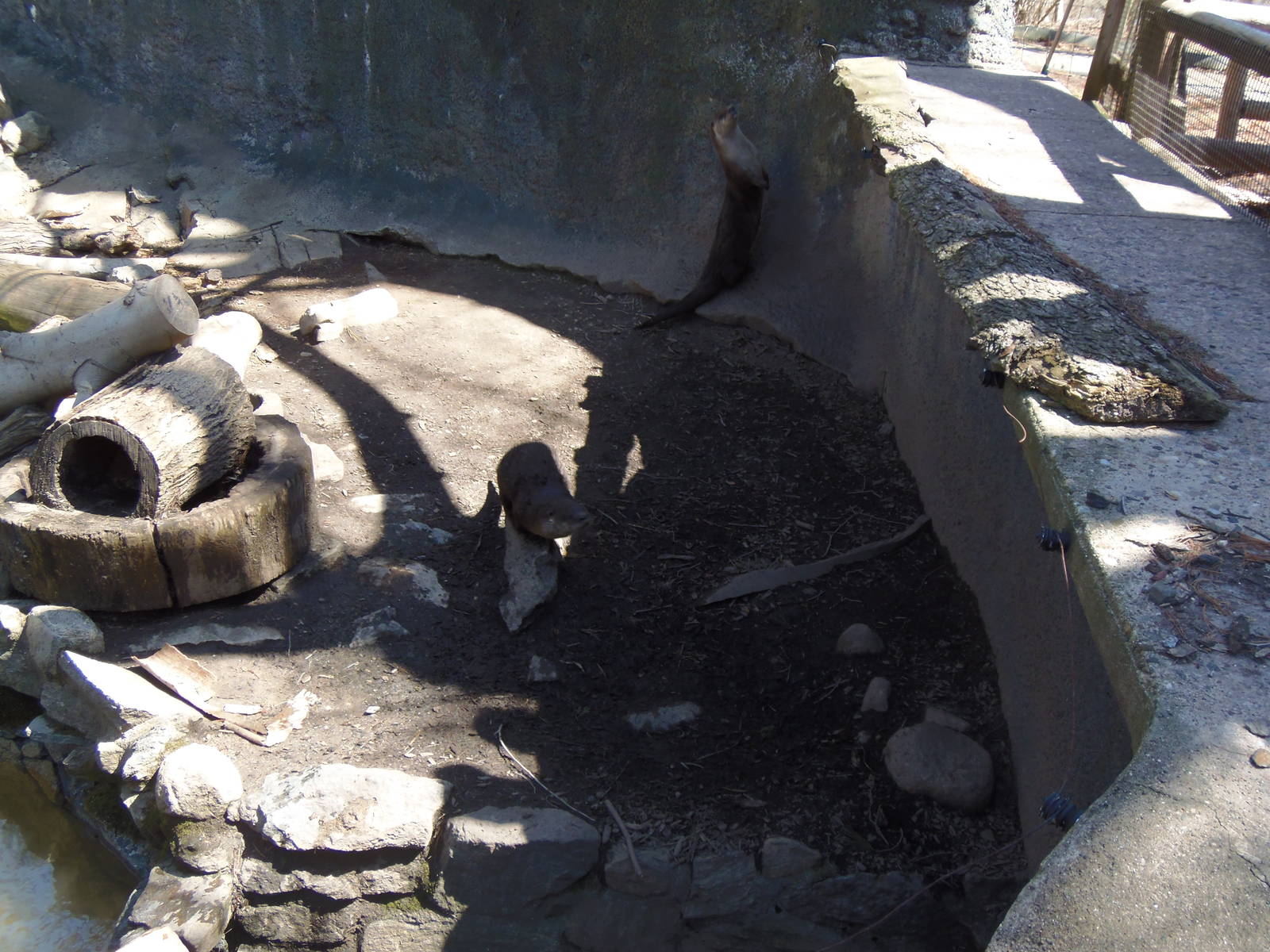 Alligator Alley- Excited Otters