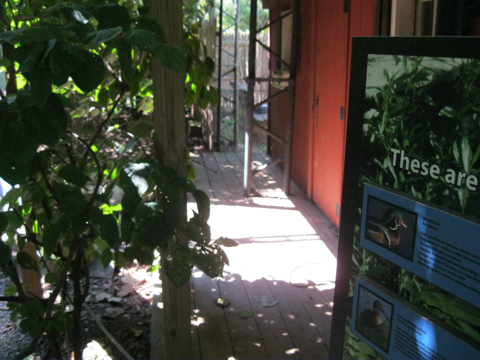 Alligator Alley- Free-Flight Aviary