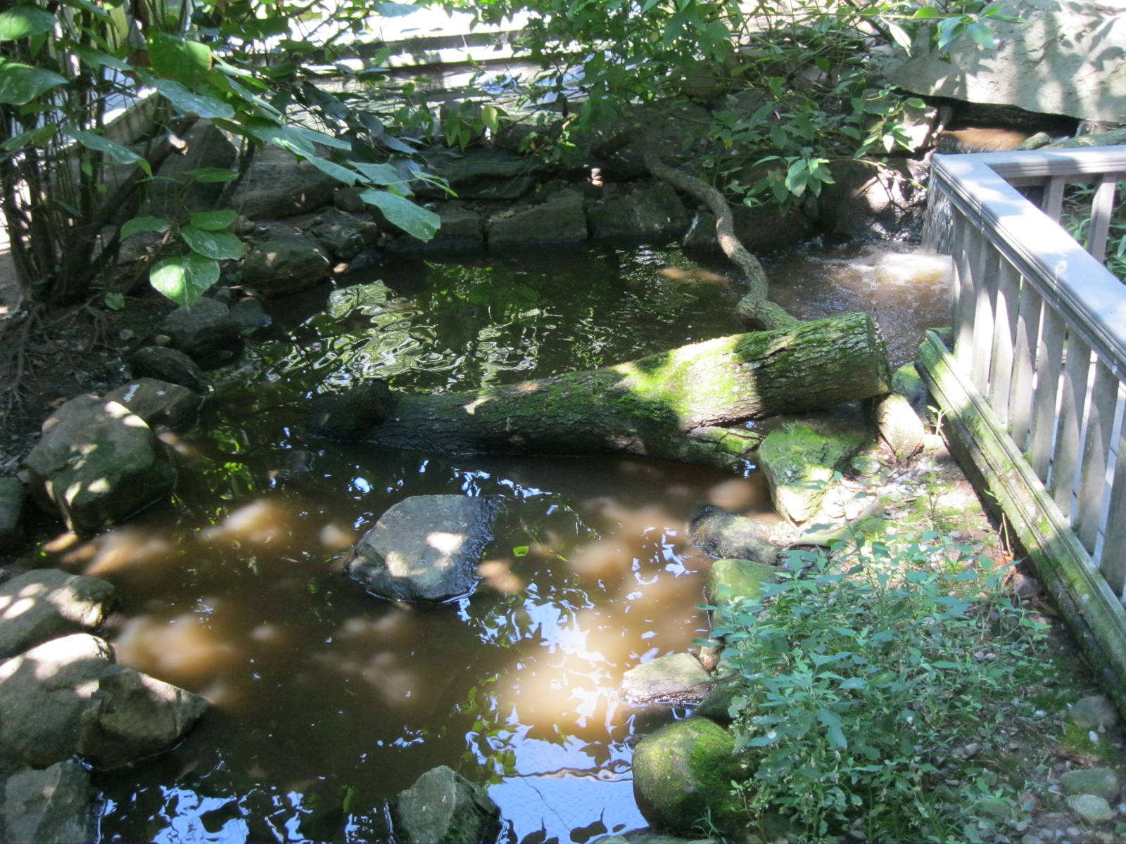 Alligator Alley- Free-Flight Aviary