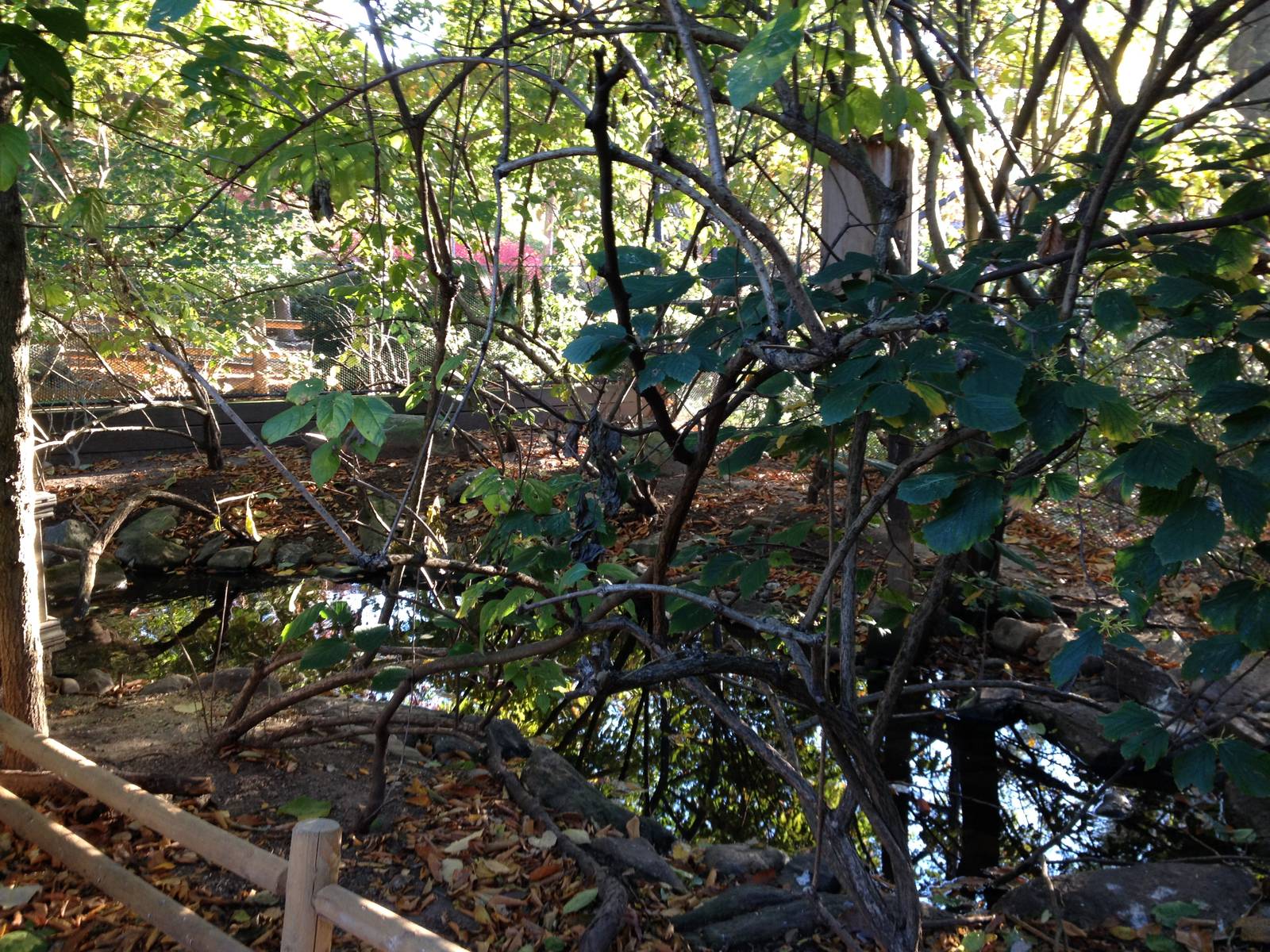 Alligator Alley- Free-Flight Aviary
