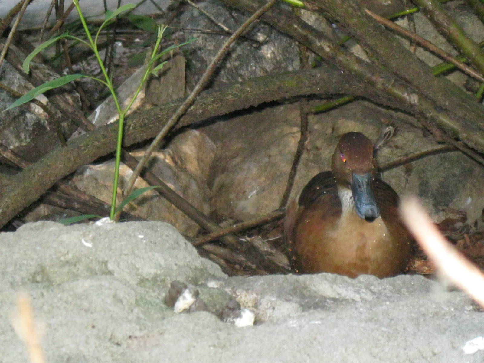 Alligator Alley- Fulvous Whistling Duck