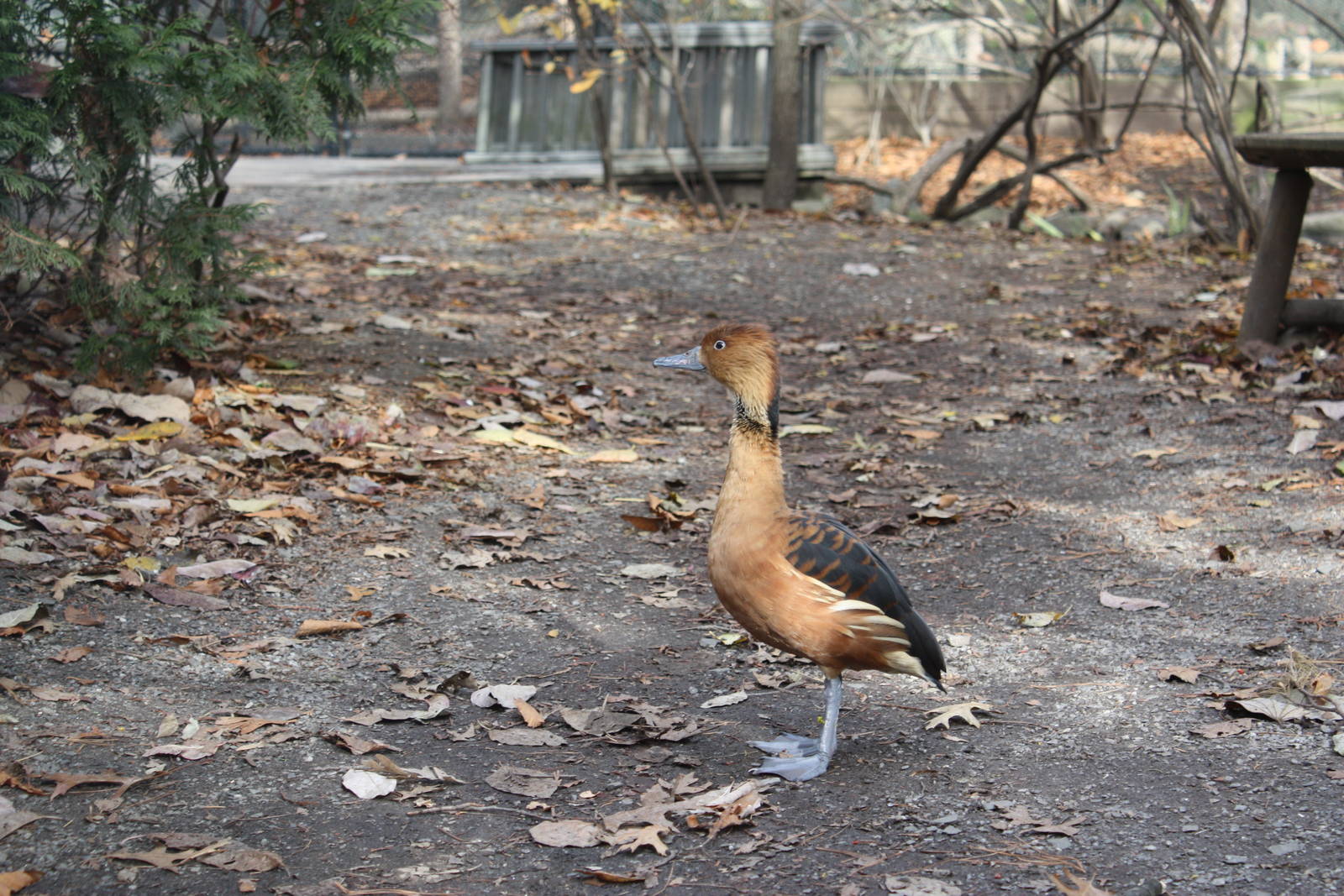 Alligator Alley- Fulvous Whistling Duck