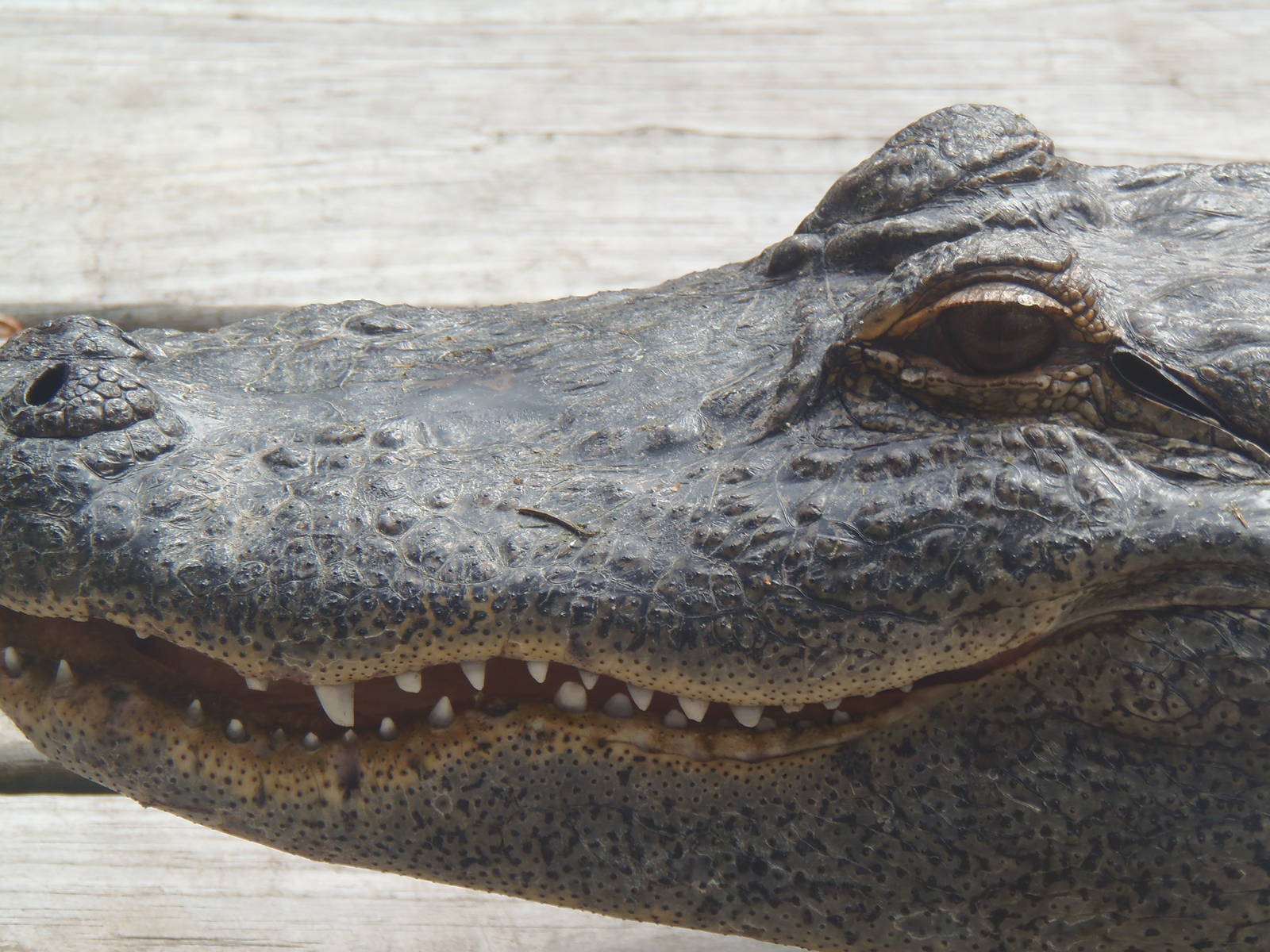 Alligator Alley- Gator Face