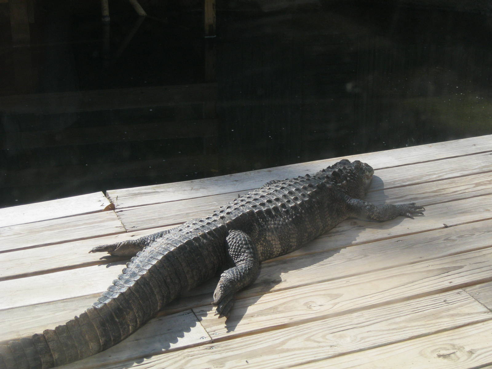 Alligator Alley- Gator on the Deck