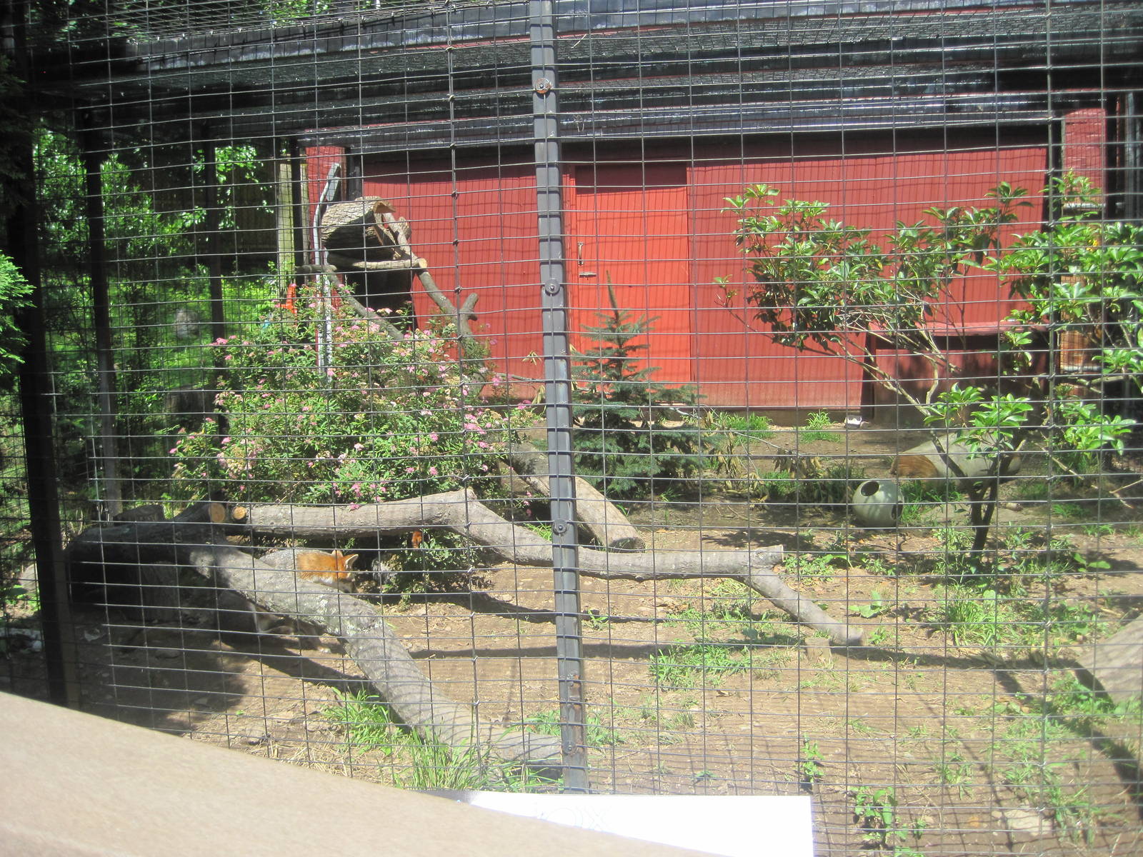 Alligator Alley- Gray Fox Exhibit