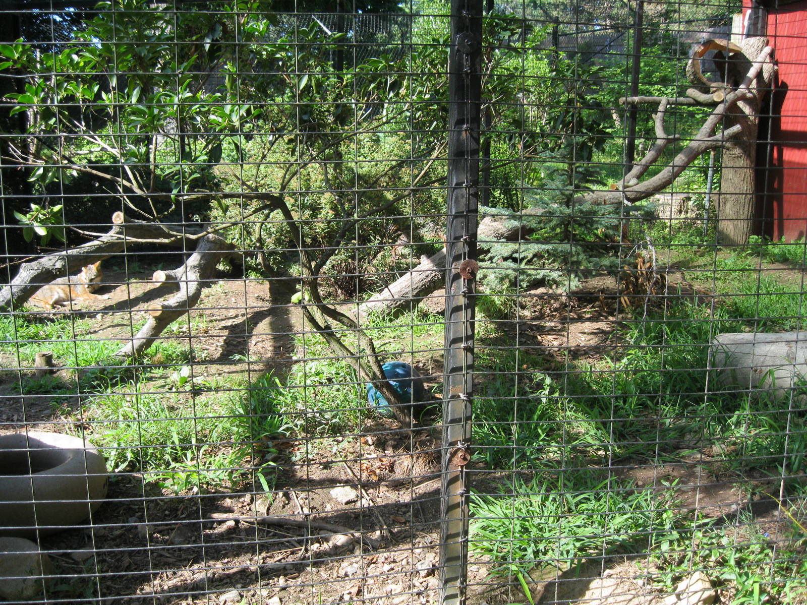 Alligator Alley- Gray Fox Exhibit
