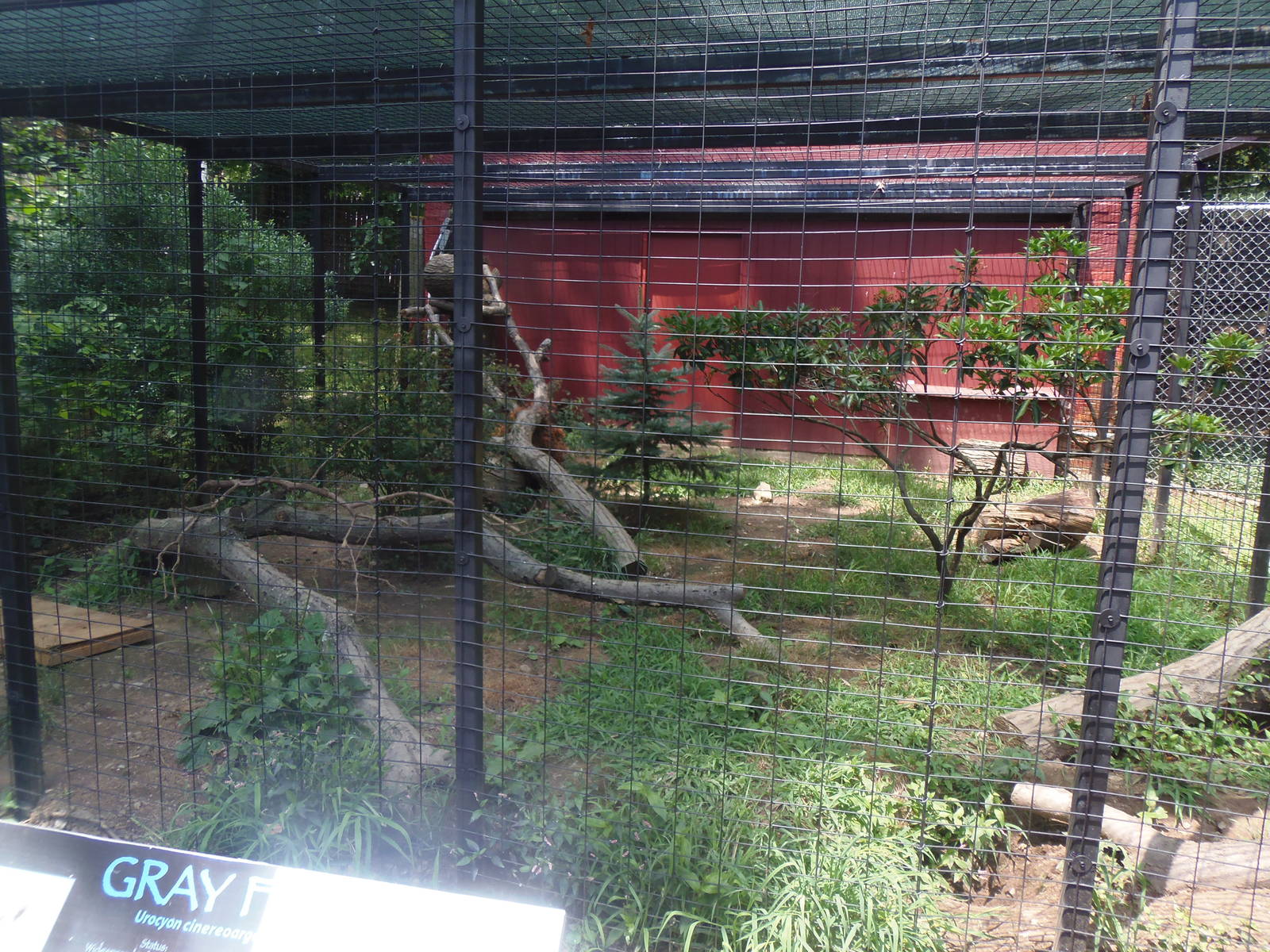 Alligator Alley- Gray Fox Exhibit