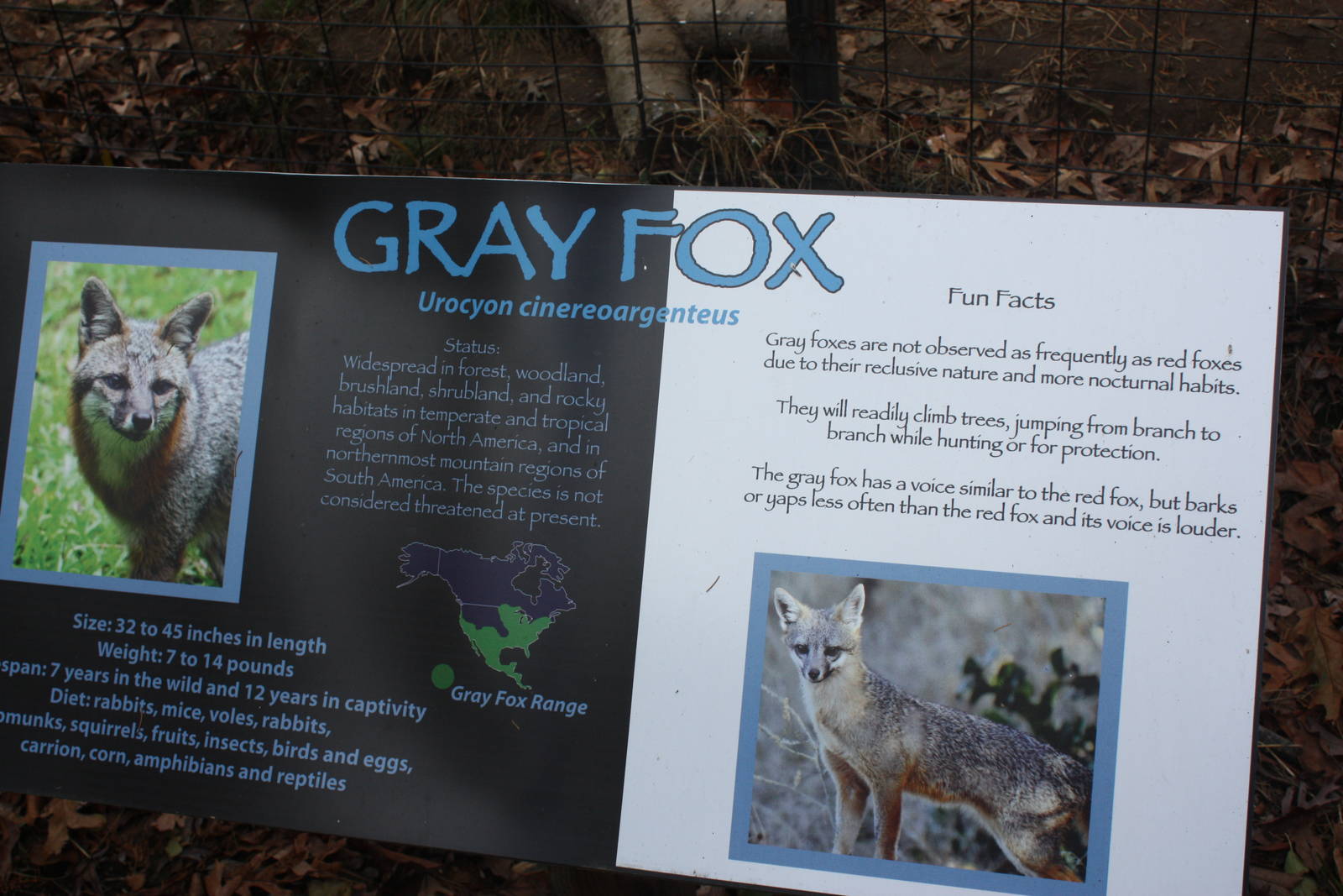 Alligator Alley- Gray Fox Signage