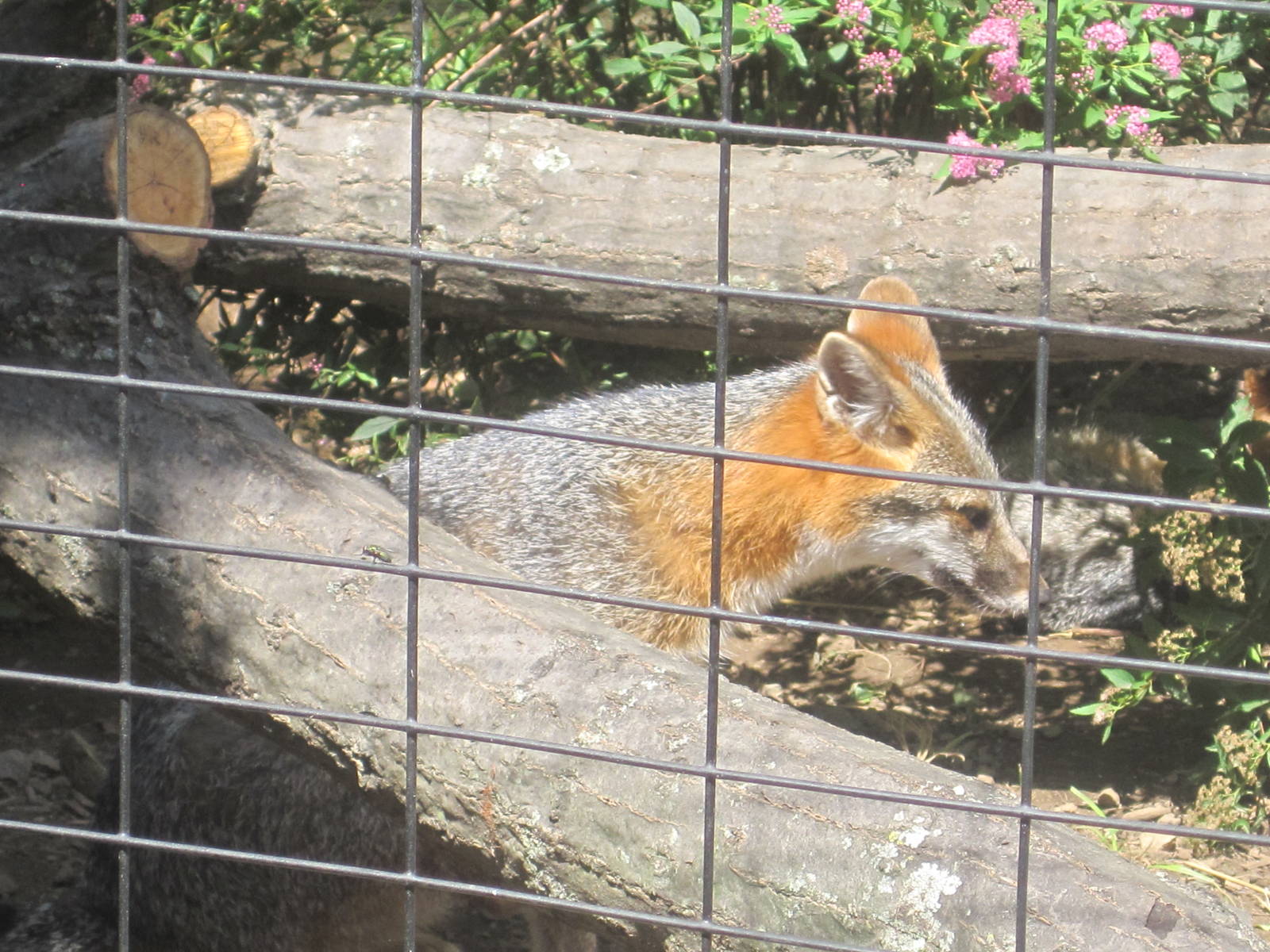 Alligator Alley- Gray Fox