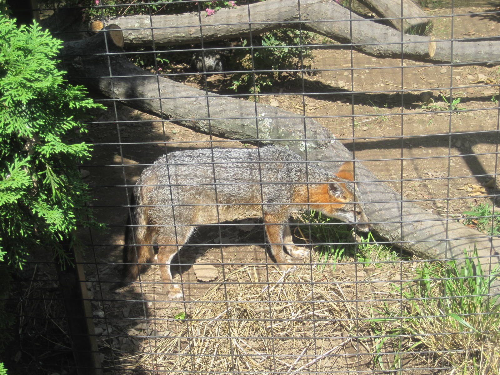 Alligator Alley- Gray Fox