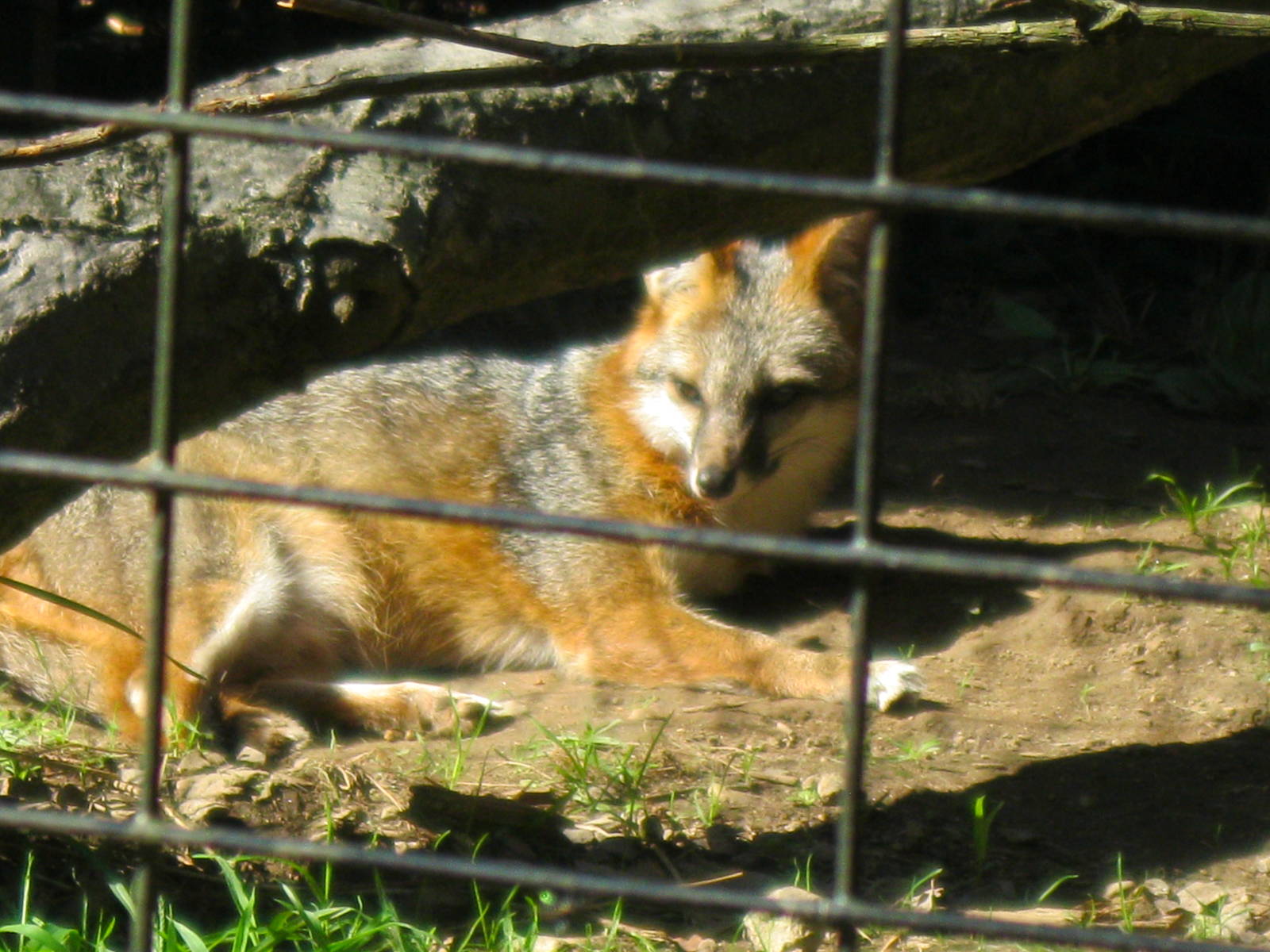 Alligator Alley- Gray Fox