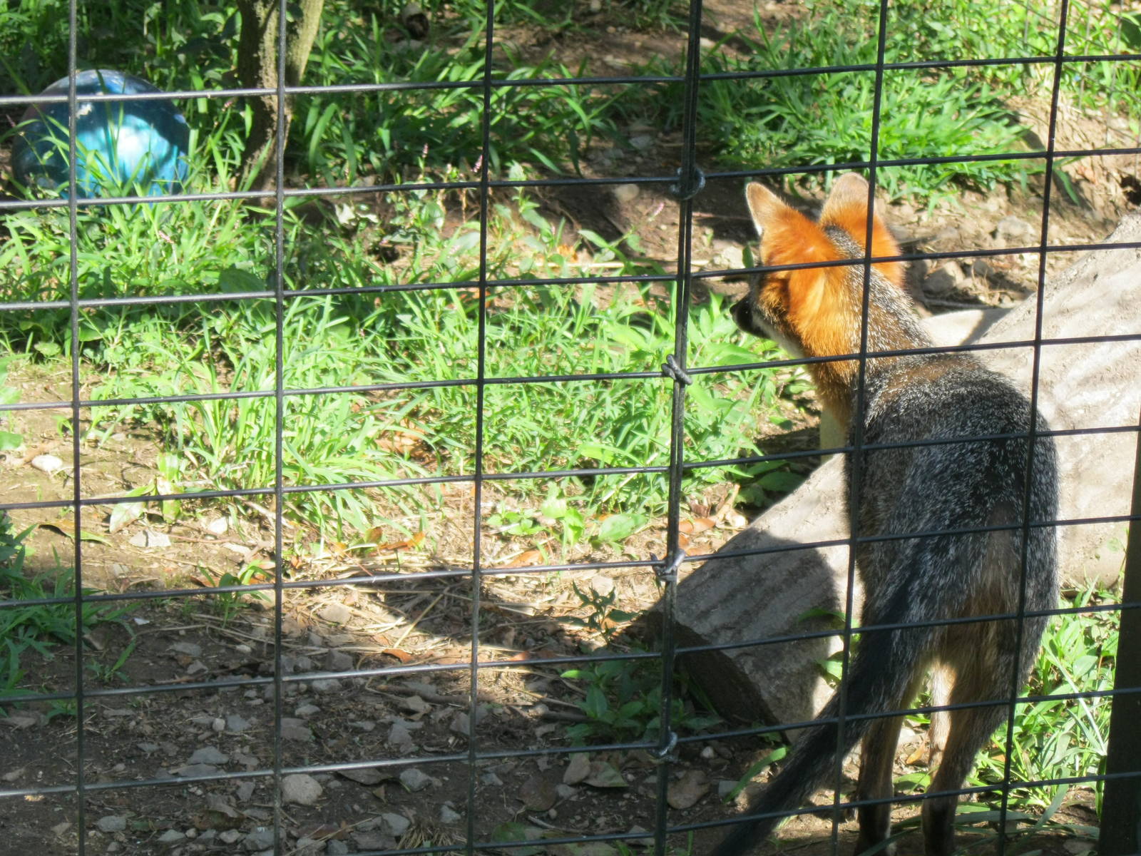Alligator Alley- Gray Fox