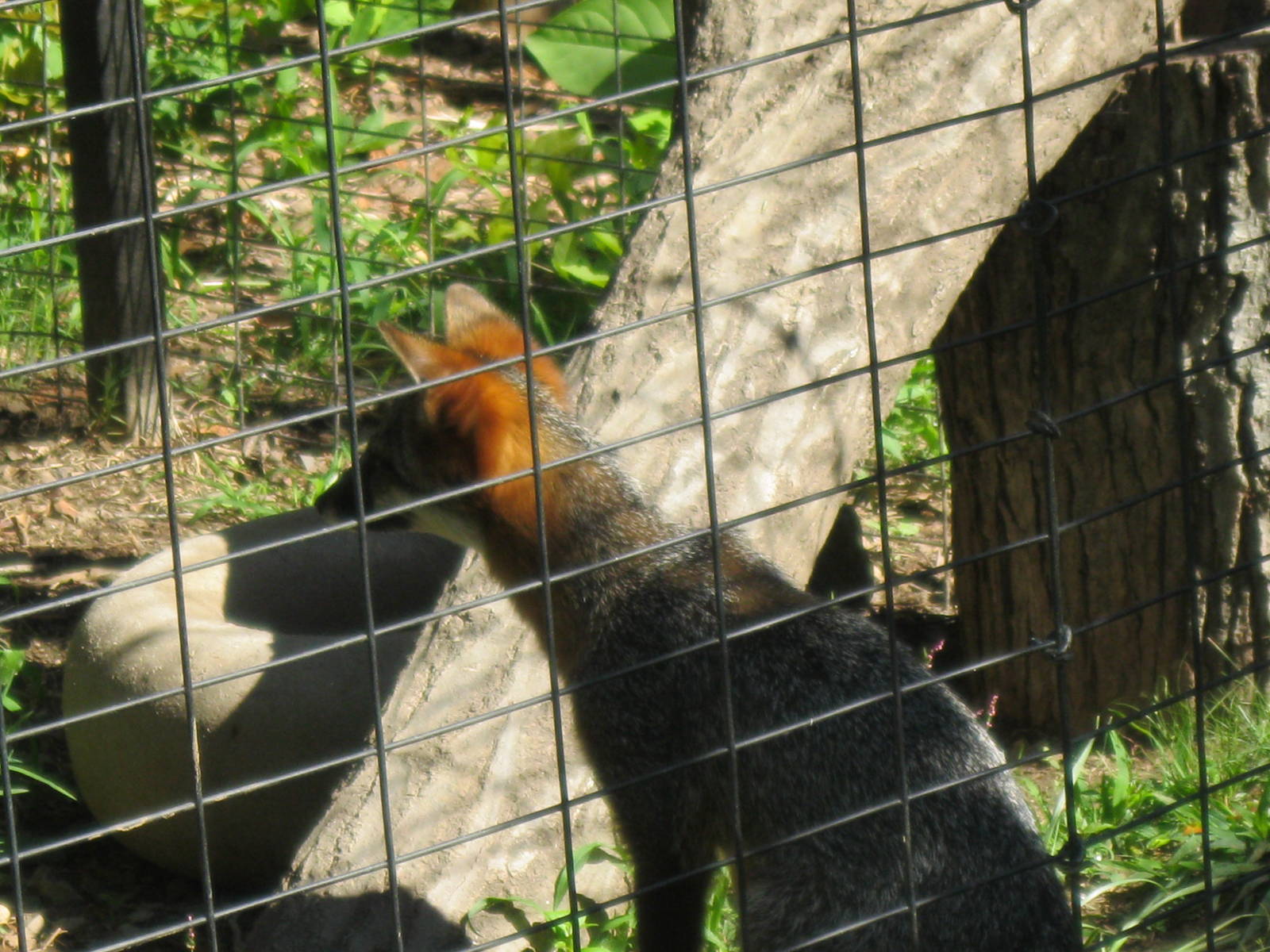 Alligator Alley- Gray Fox