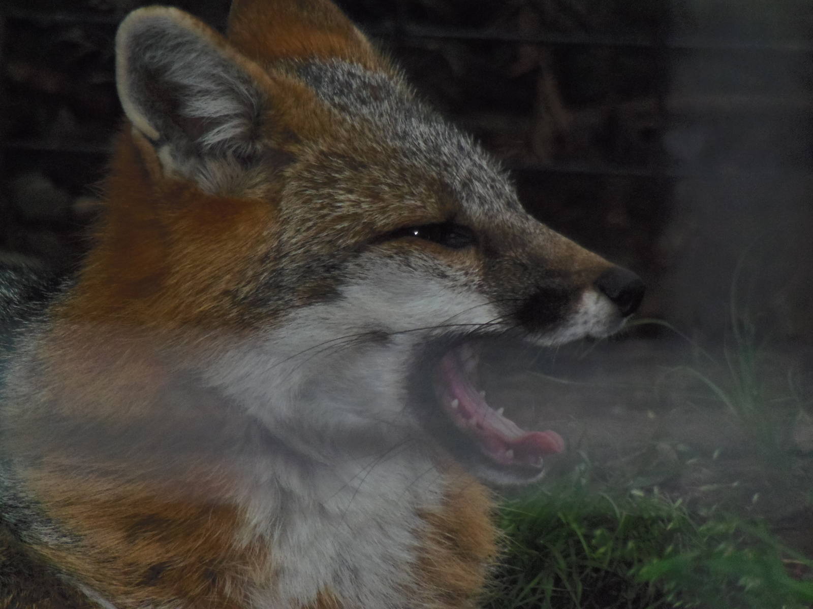 Alligator Alley- Gray Fox